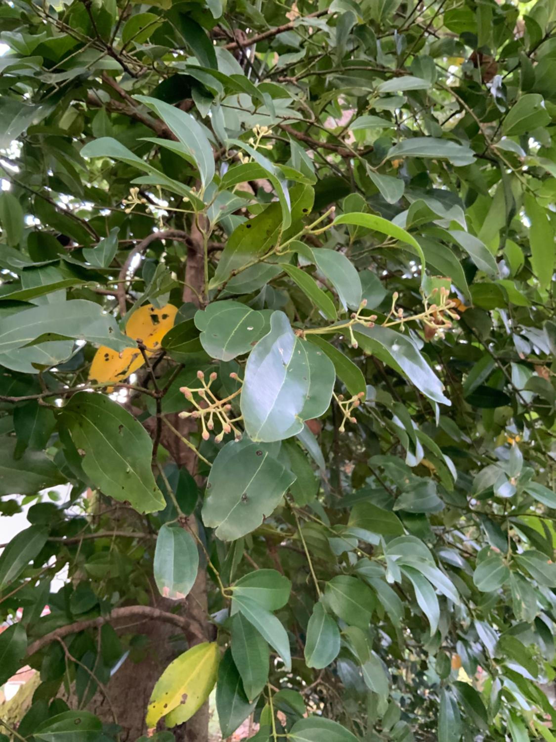 Lali Villa & Fruit Garden