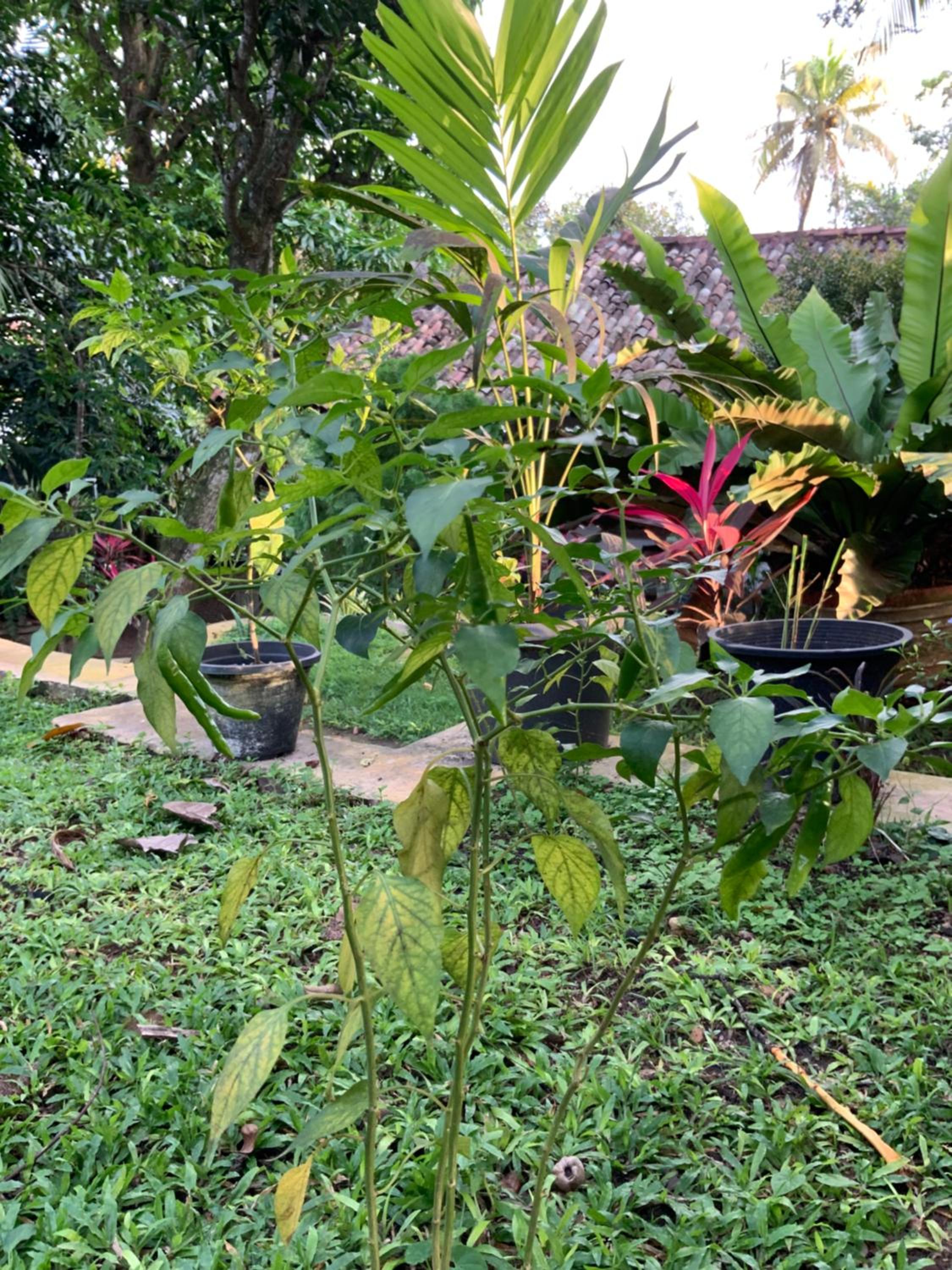 Lali Villa & Fruit Garden