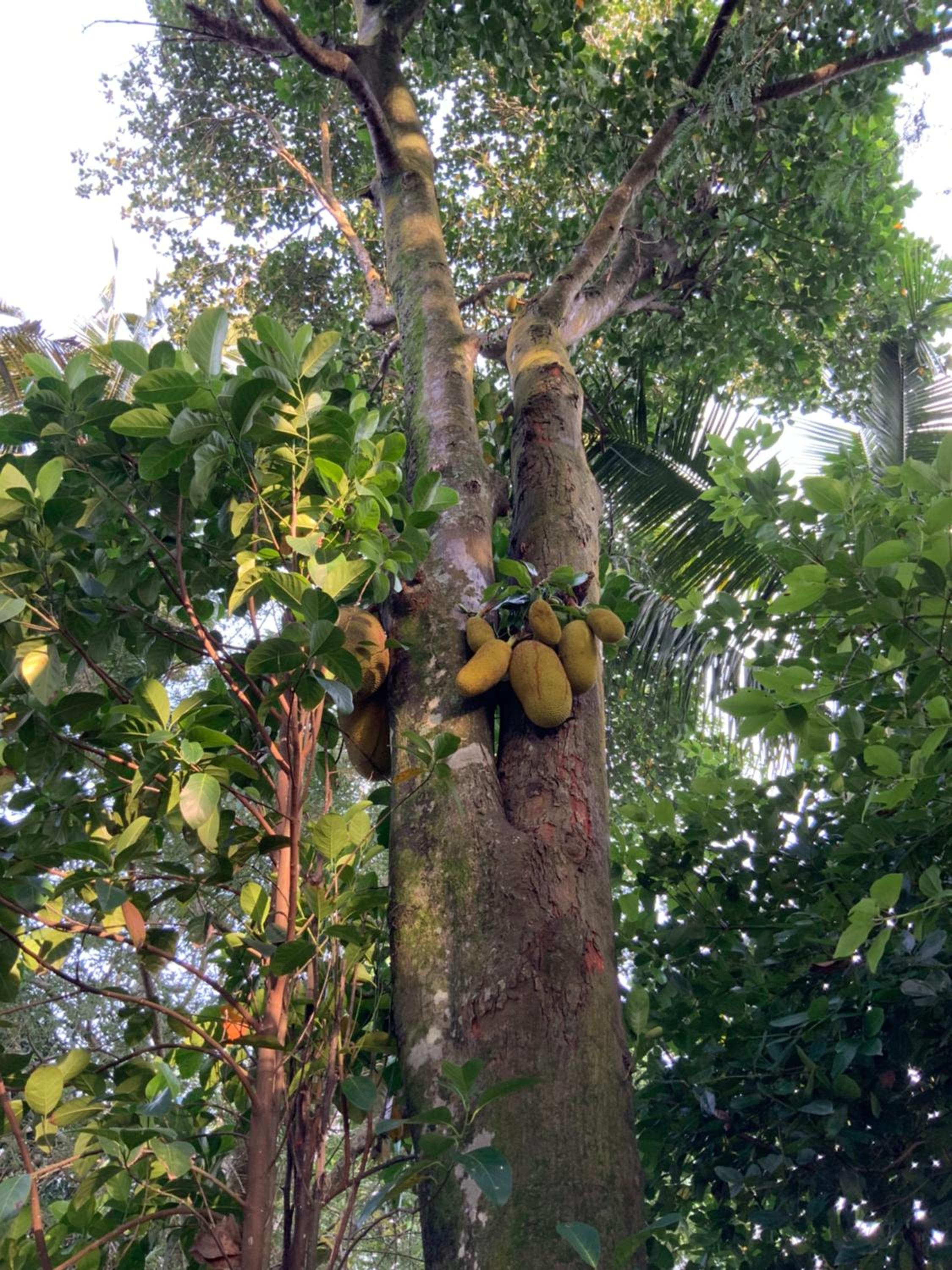 Lali Villa & Fruit Garden