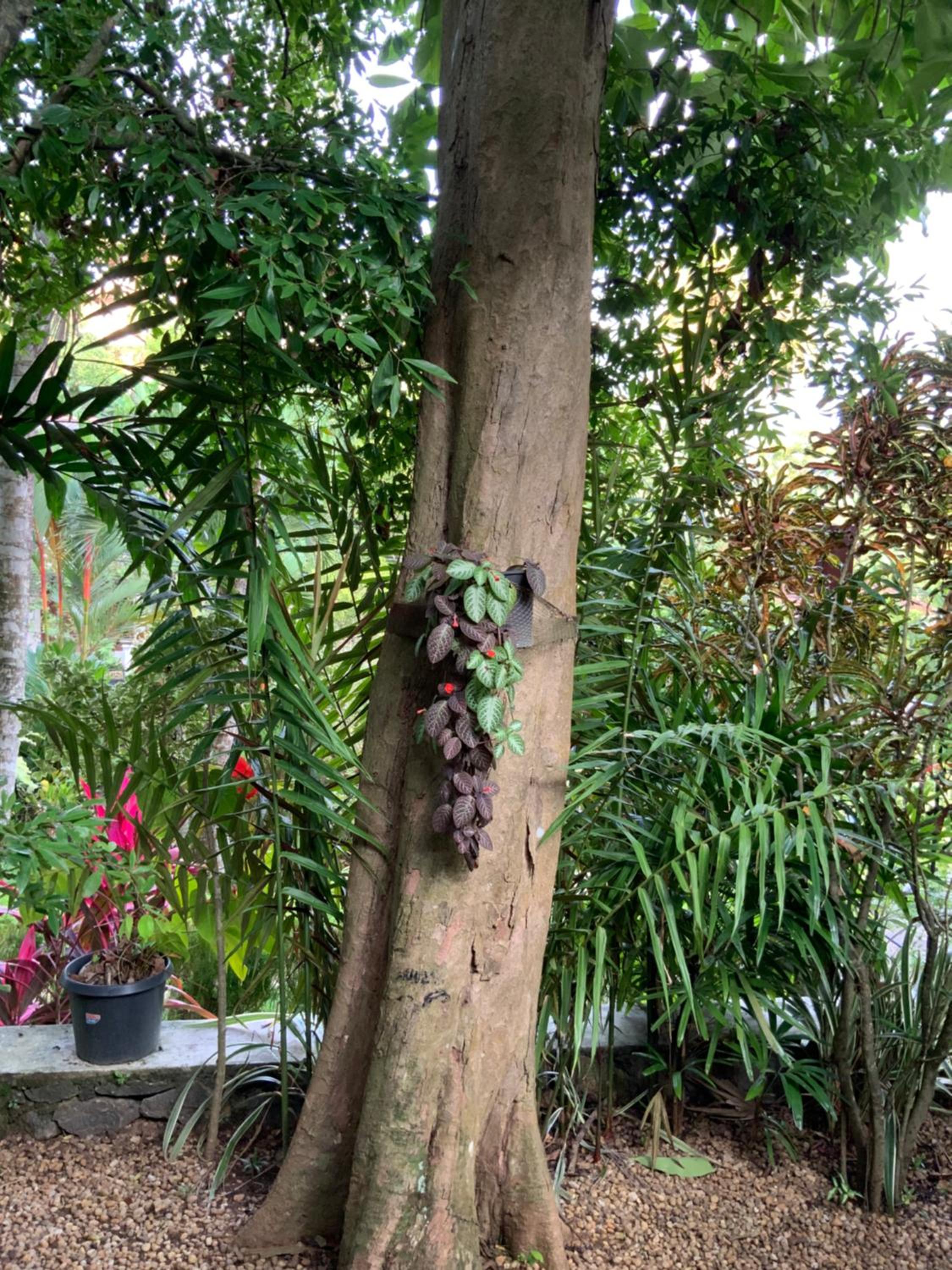 Lali Villa & Fruit Garden