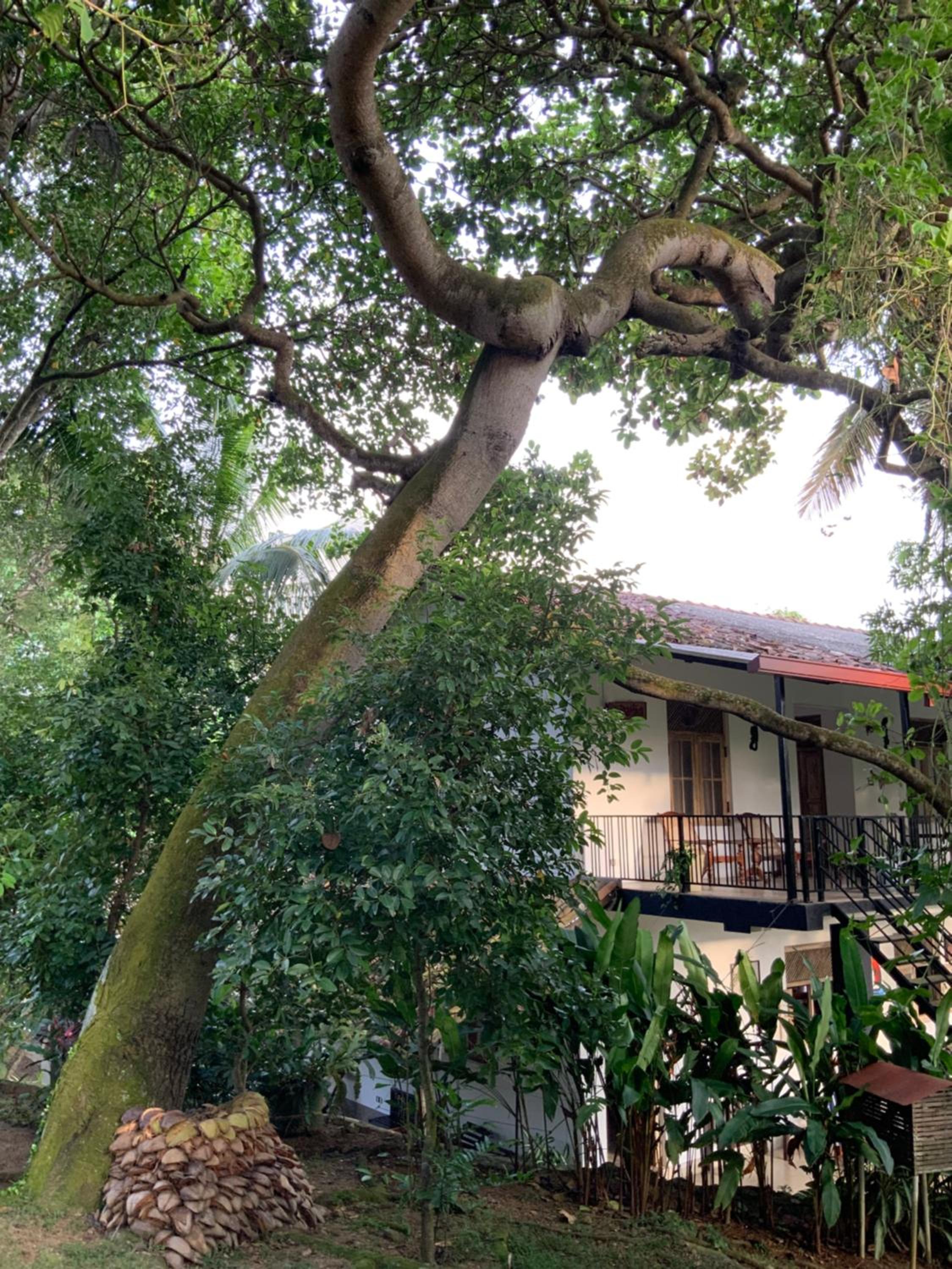 Lali Villa & Fruit Garden
