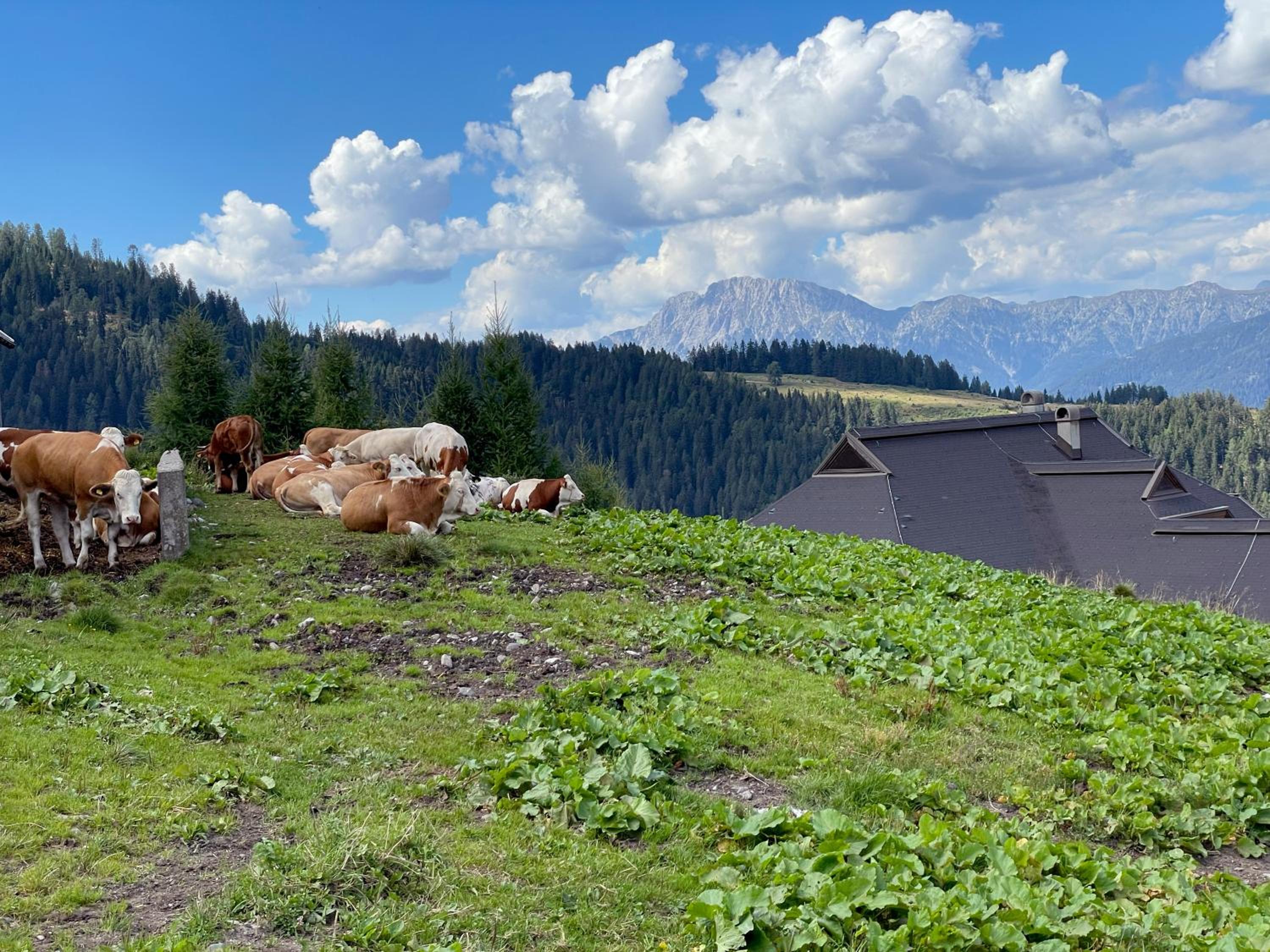 The Mountain Home