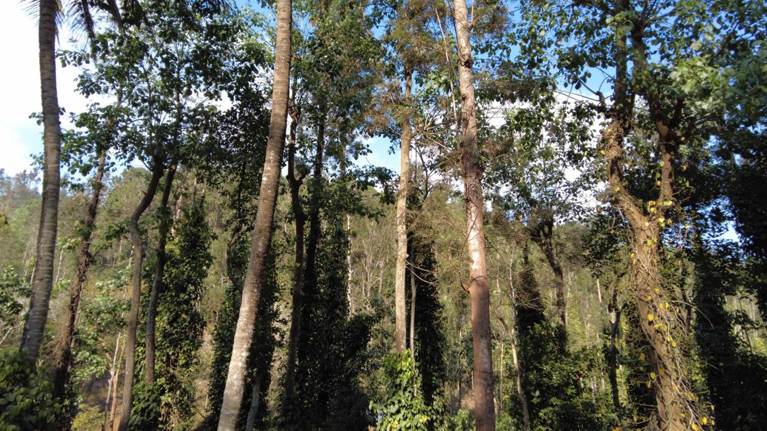 Seattle Garden Resort - KolliHills view 5