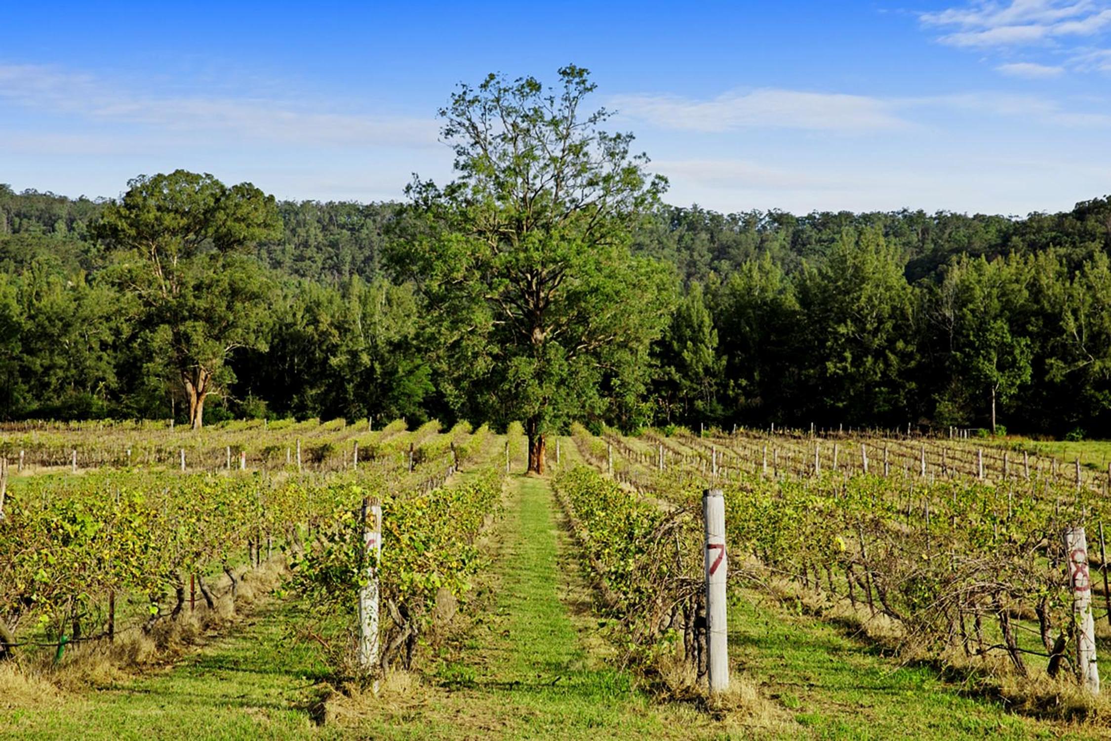 Wollombi Wines