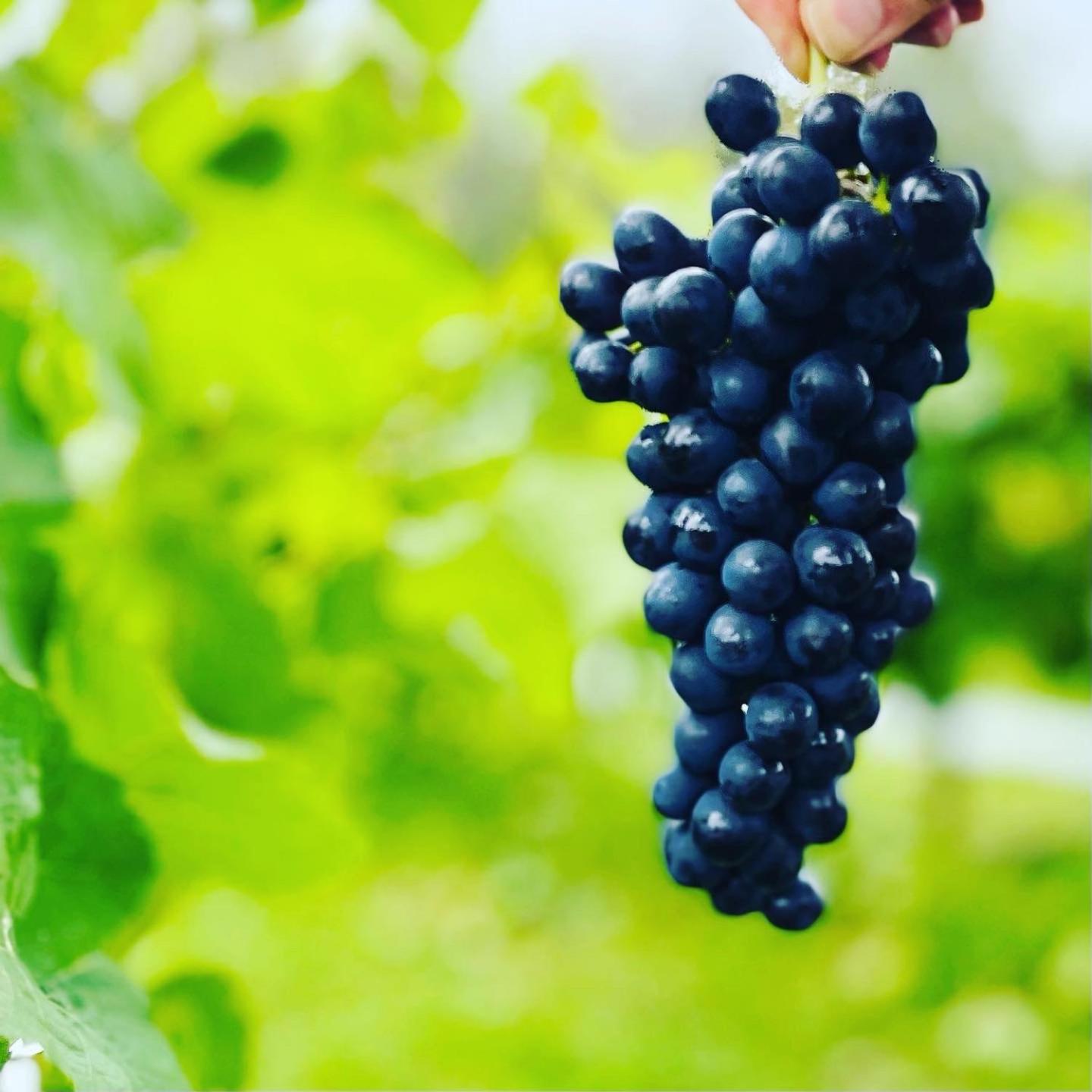 Wollombi Wines
