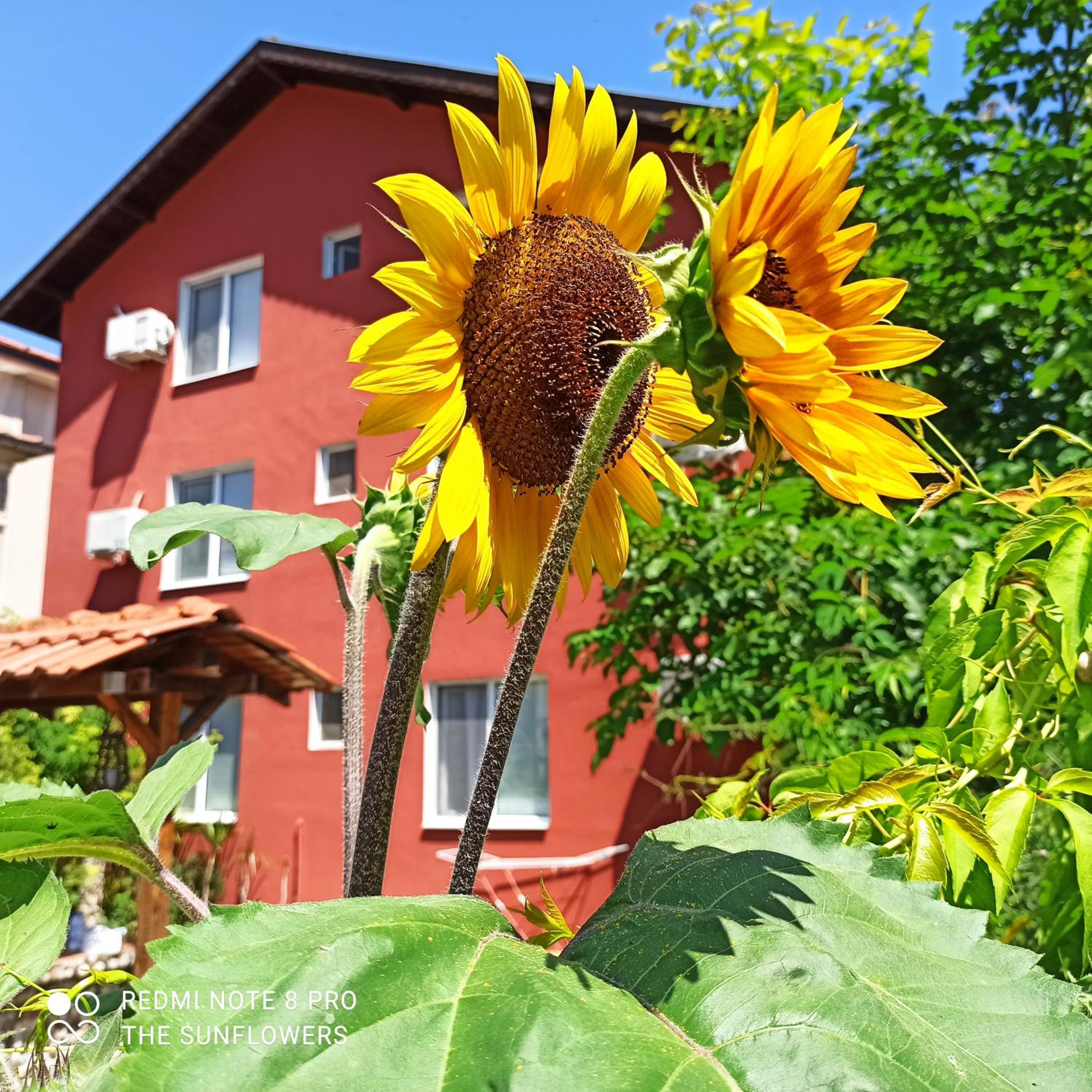 Guest House Sunflowers