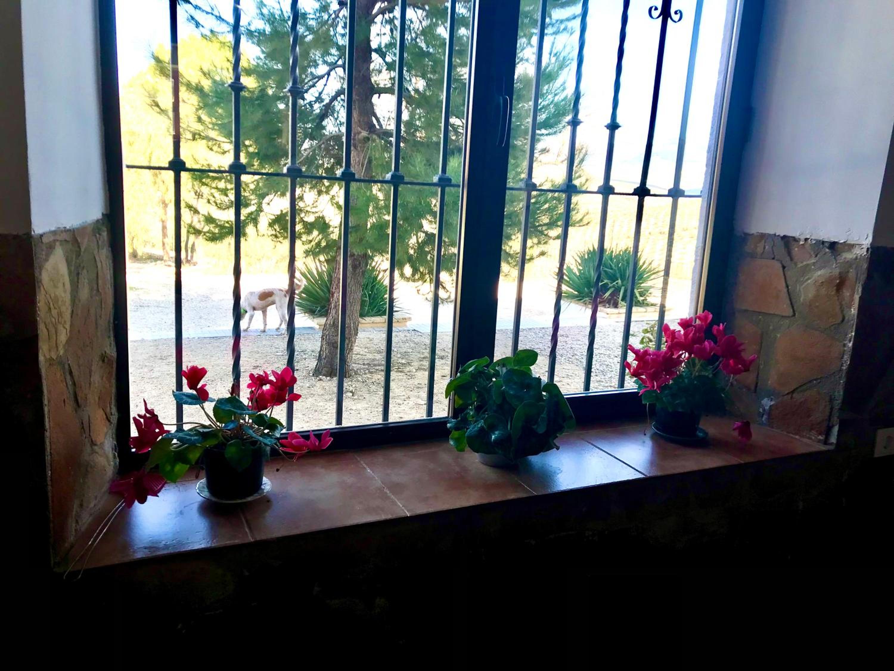 La Almedina casa Bellavista