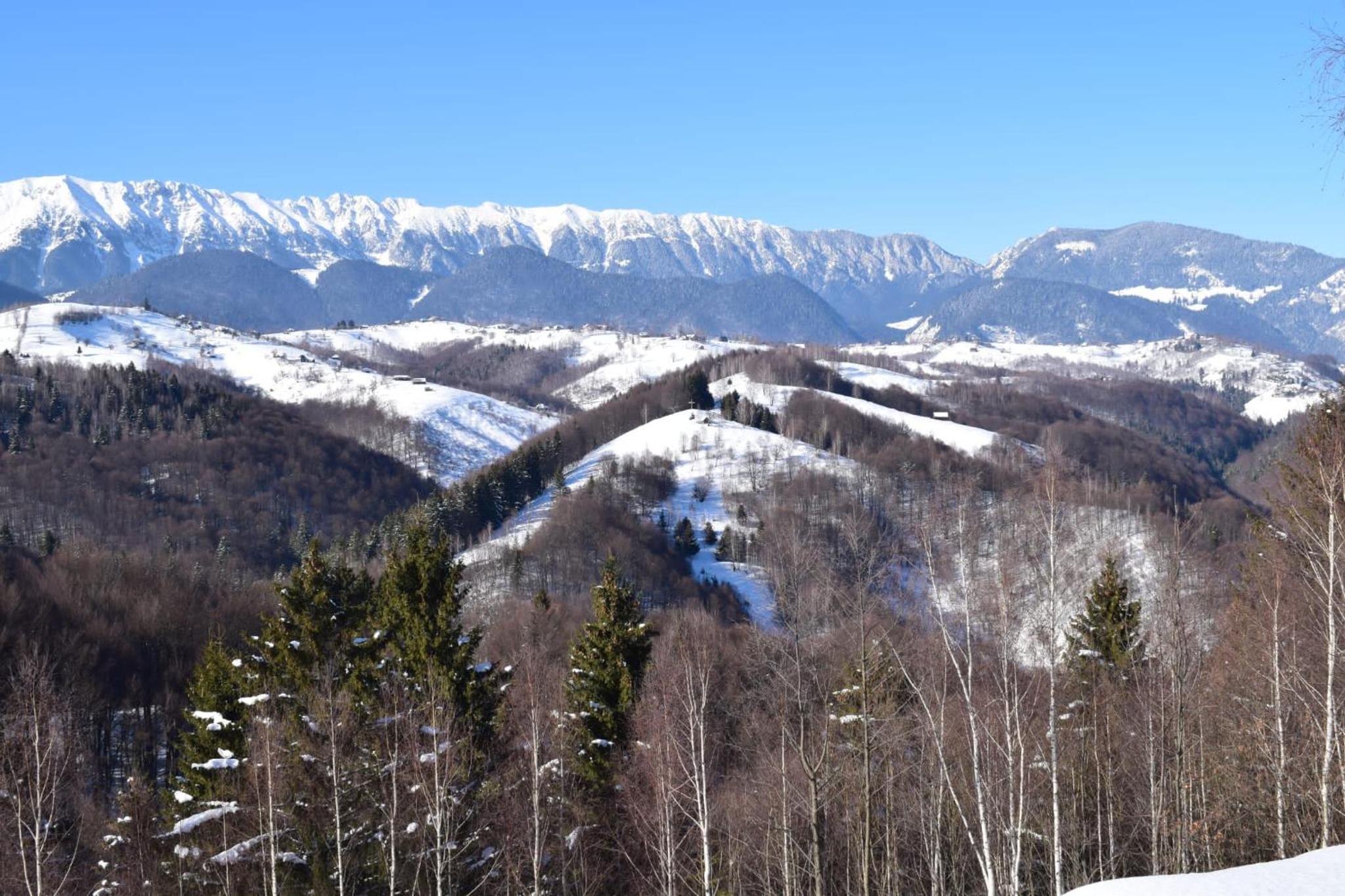 Cabana doi mesteceni