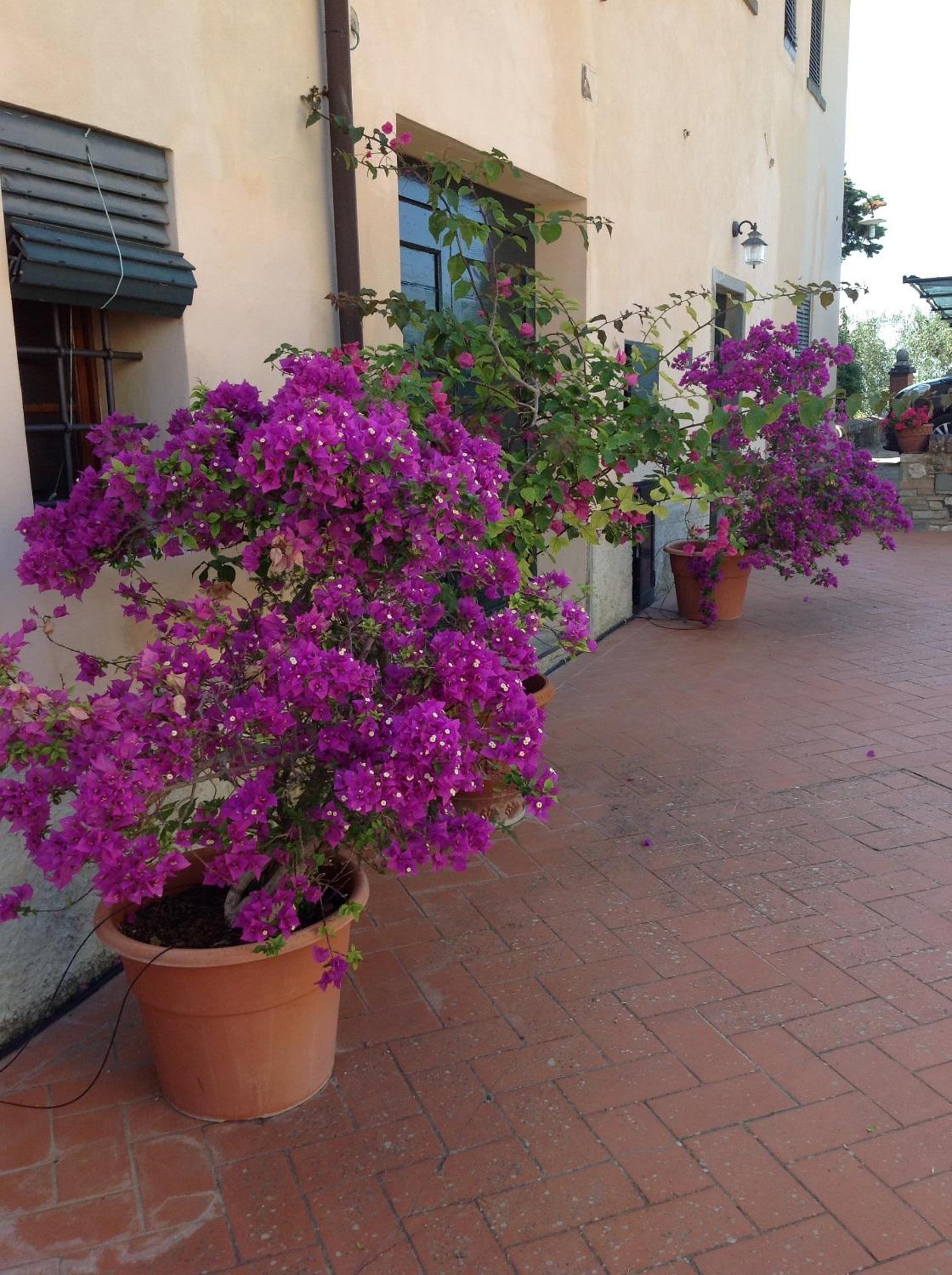 Agriturismo Le Ginestruzze