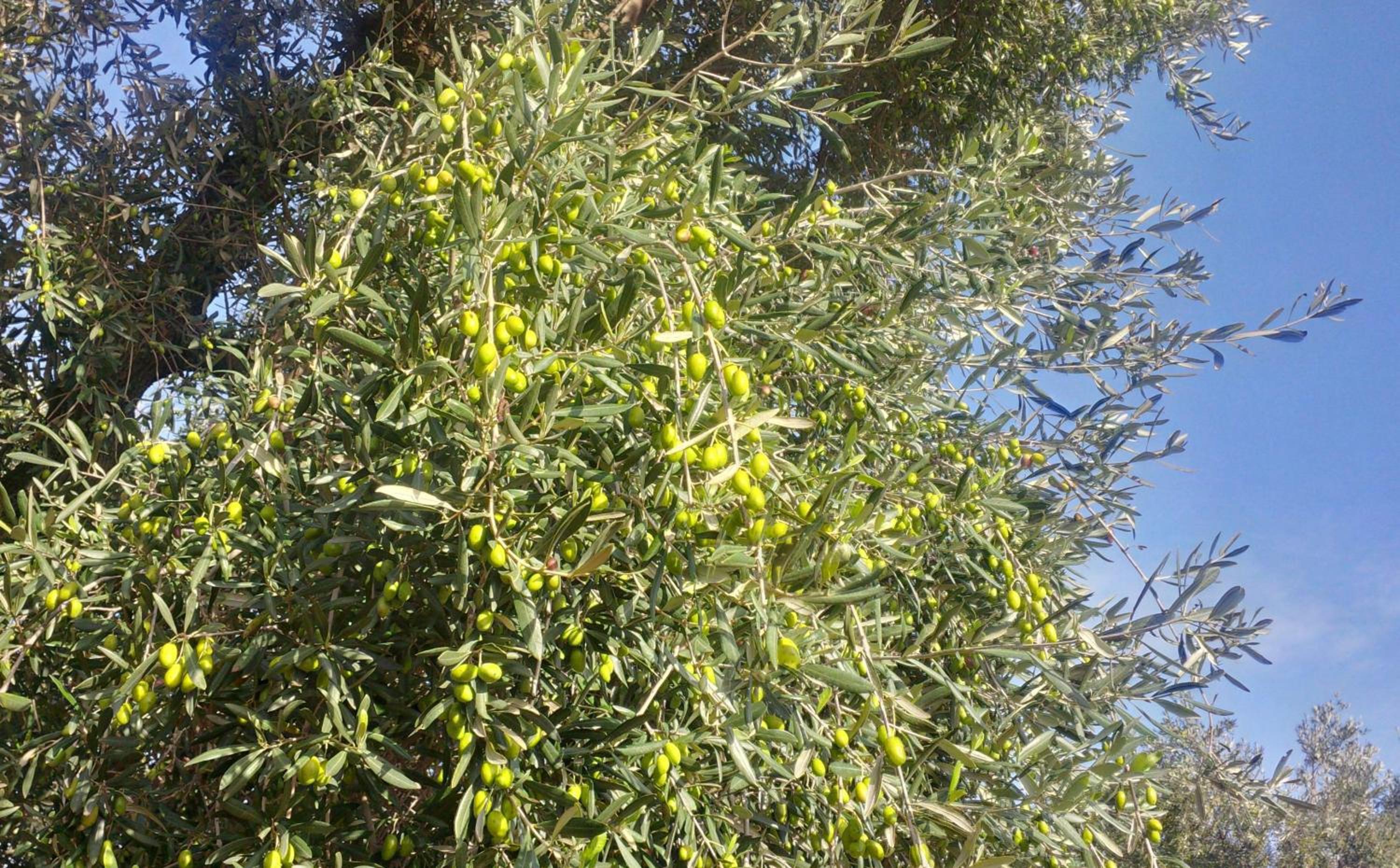 Masseria Don Sante