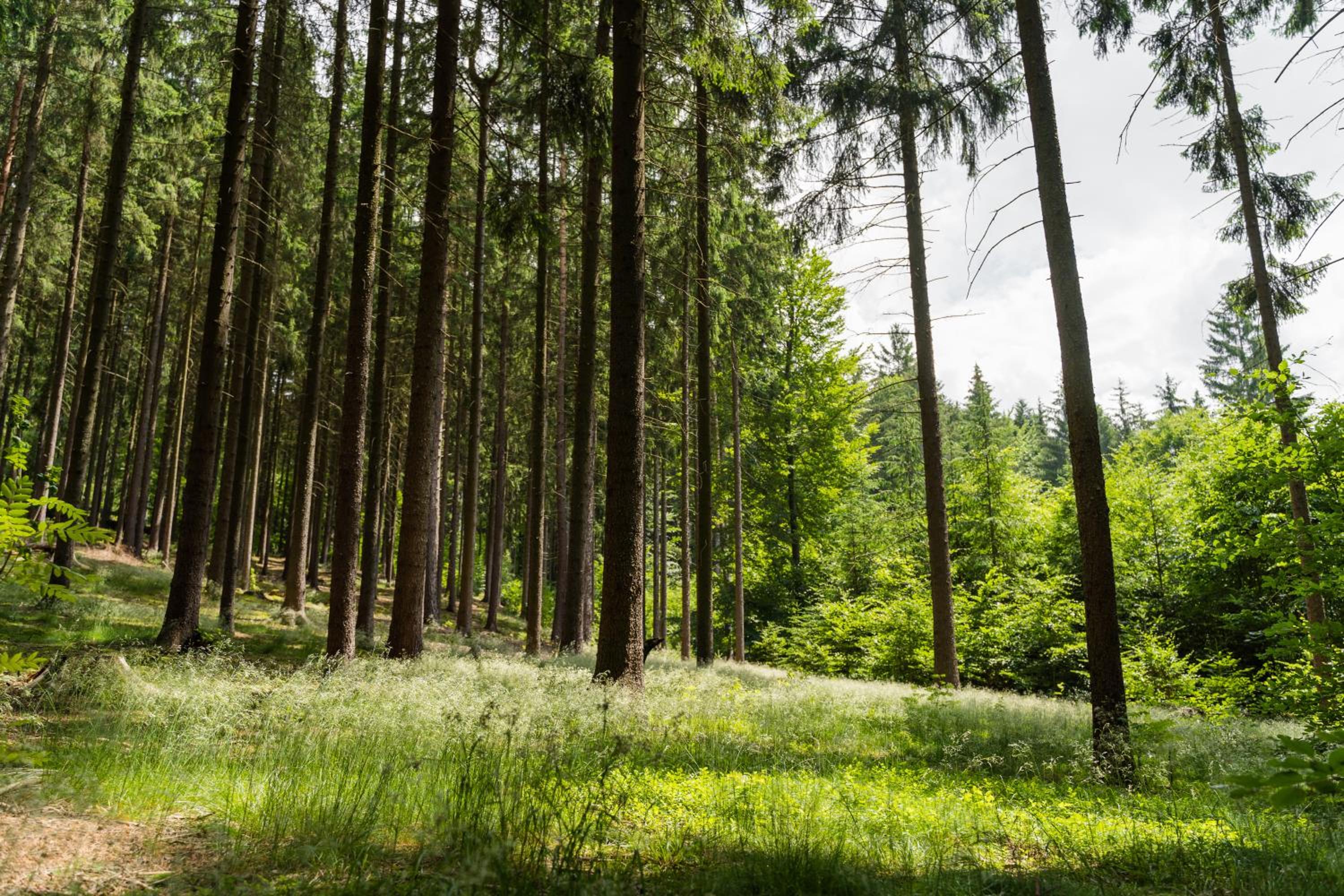 Forest Garden Family