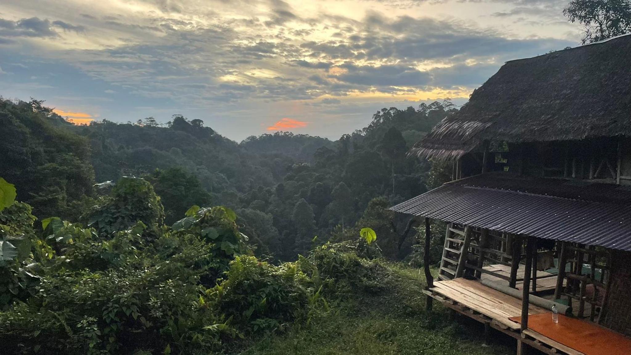 ORANGUTANTREKSUMATRA & LOVELY JUNGLE LODGE only book IF you are treking with us view 3