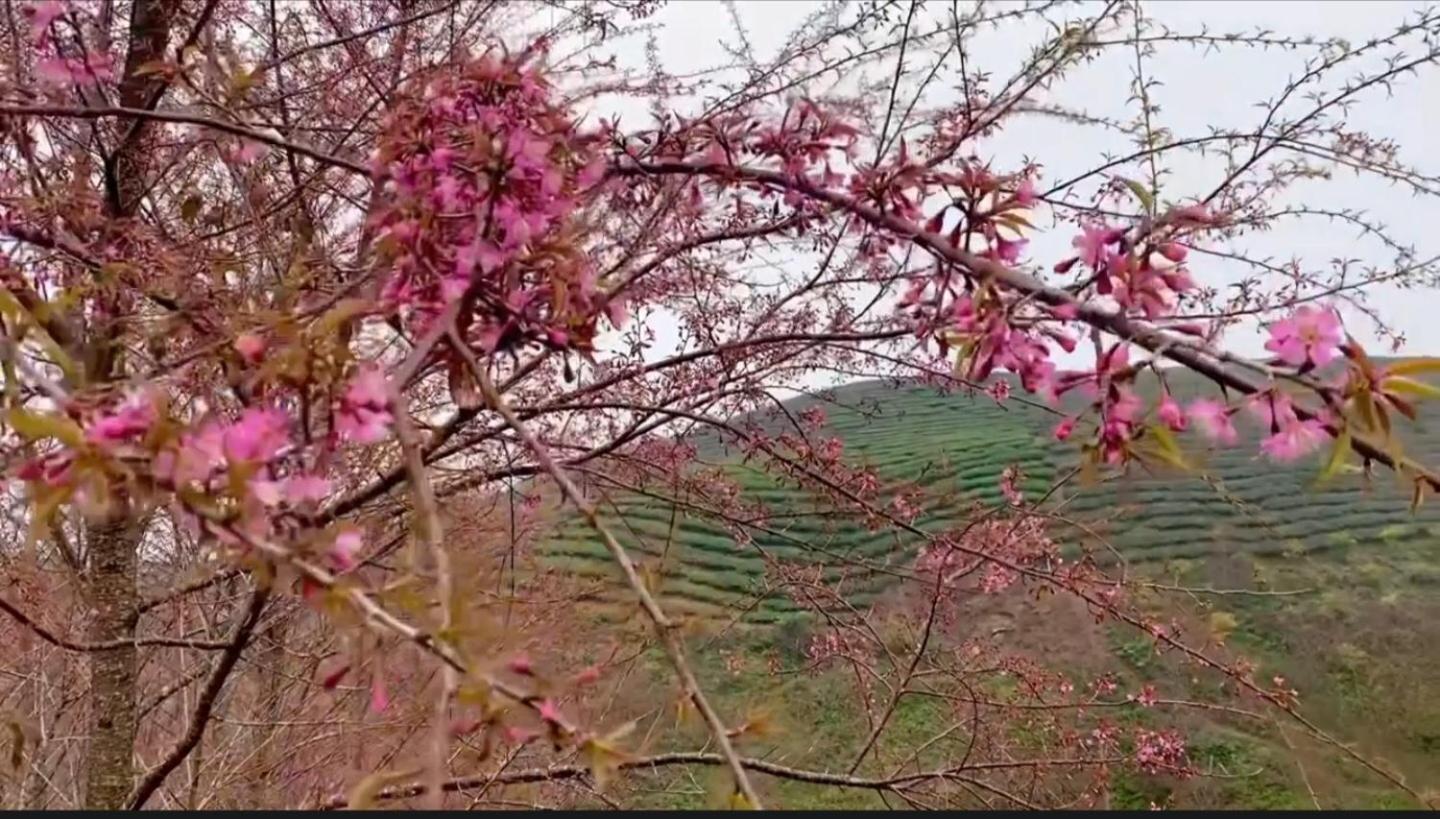 Homestay vườn mai anh đào view 3