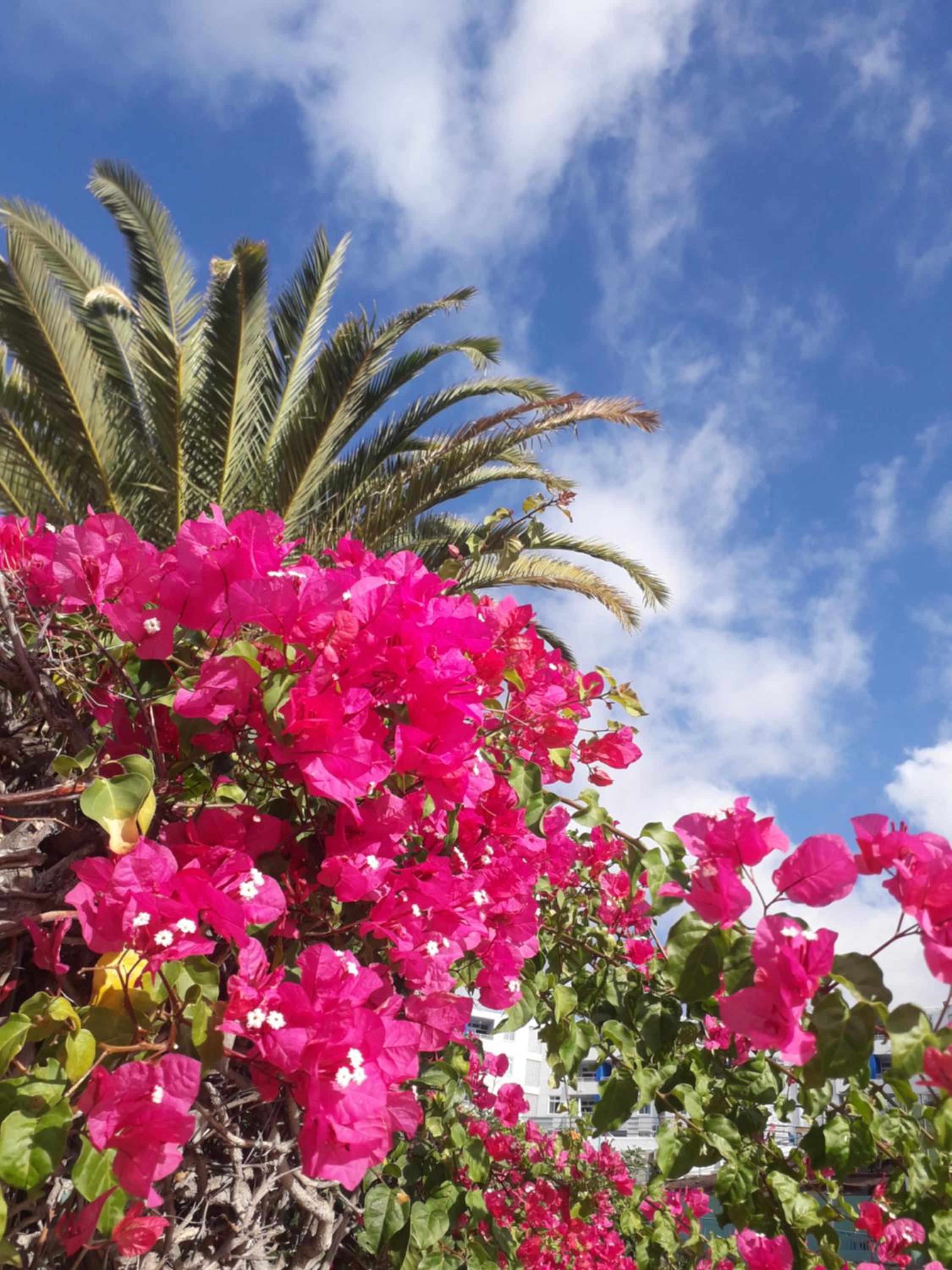 Taidia Tropical