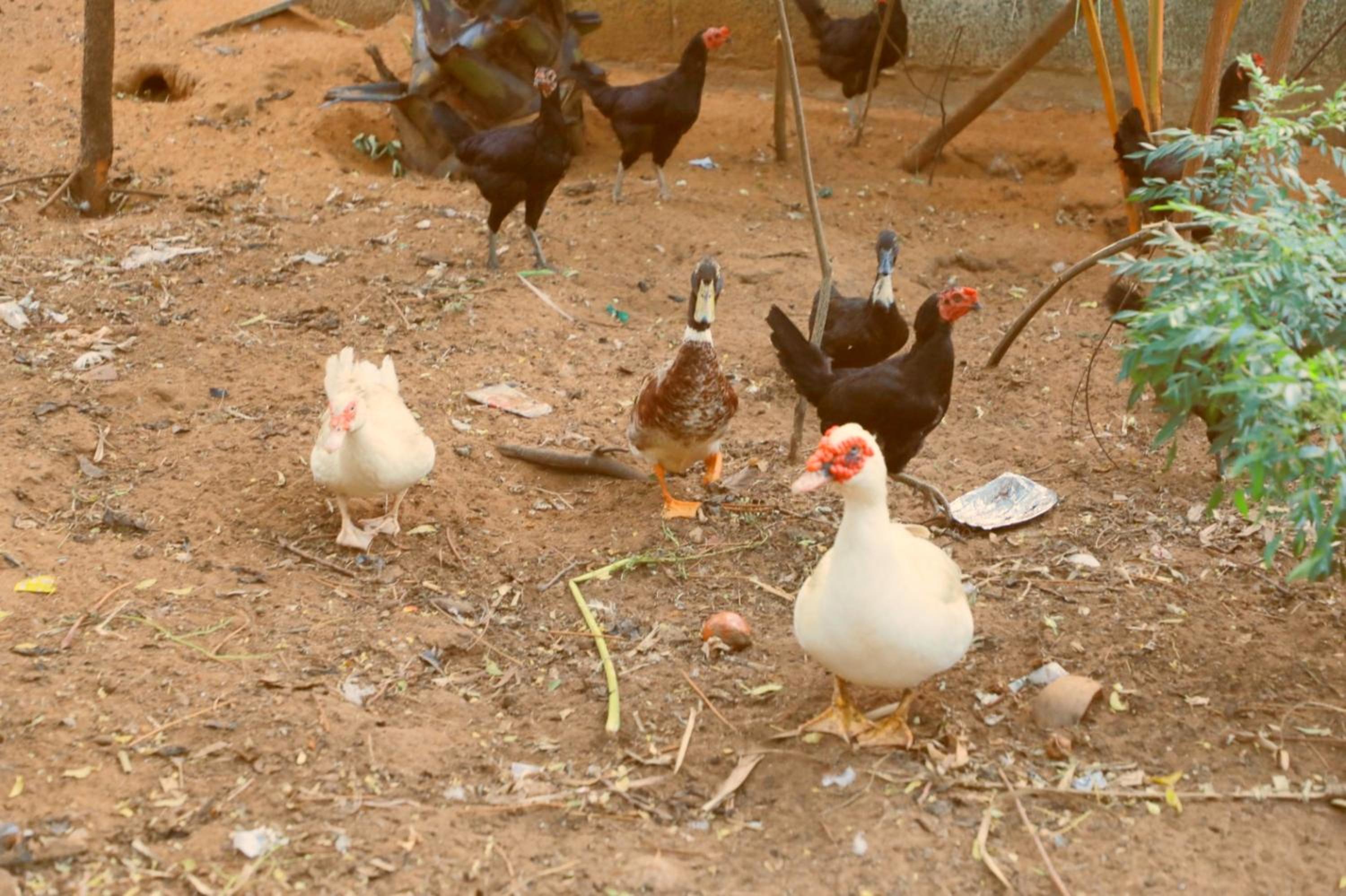 Farmdean Resort