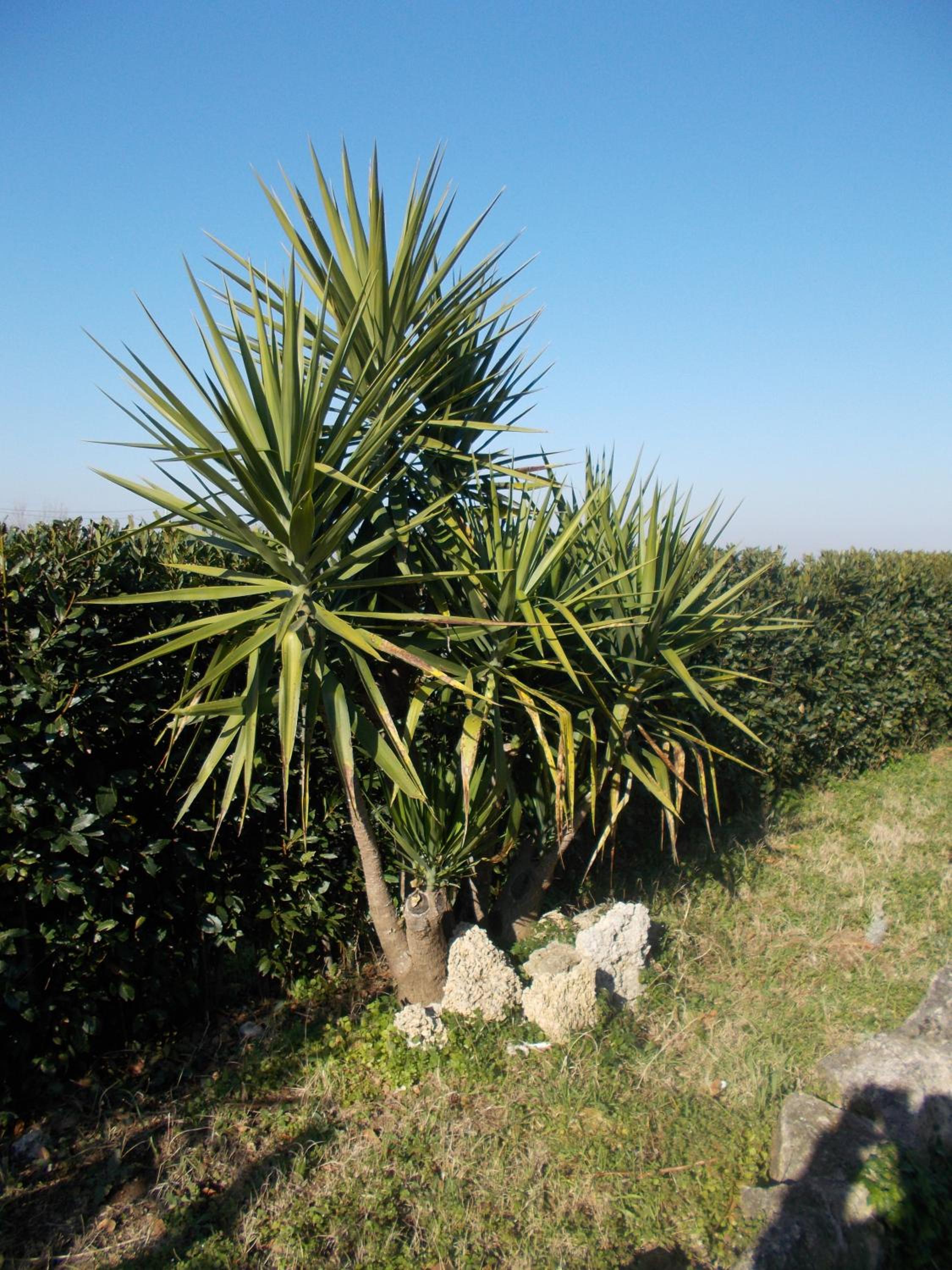 Casa Degli Ulivi photo 4