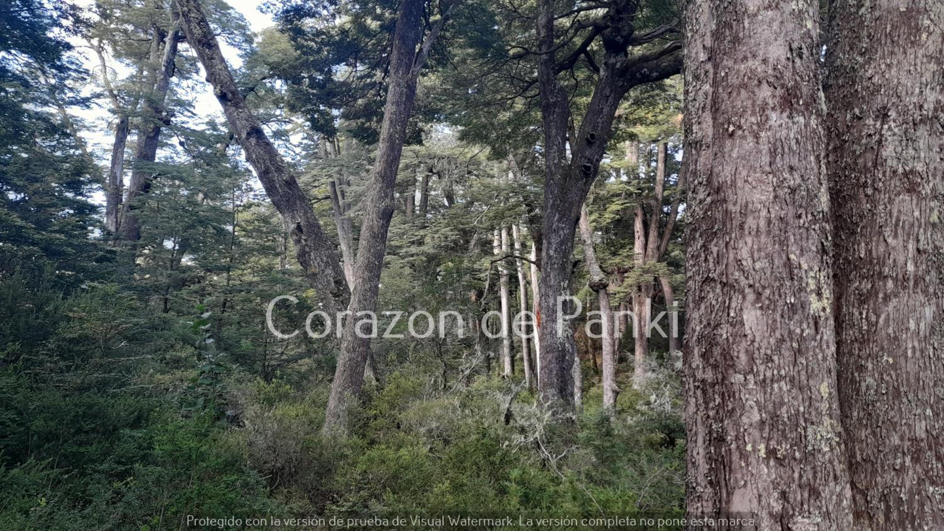 Corazon de Panki