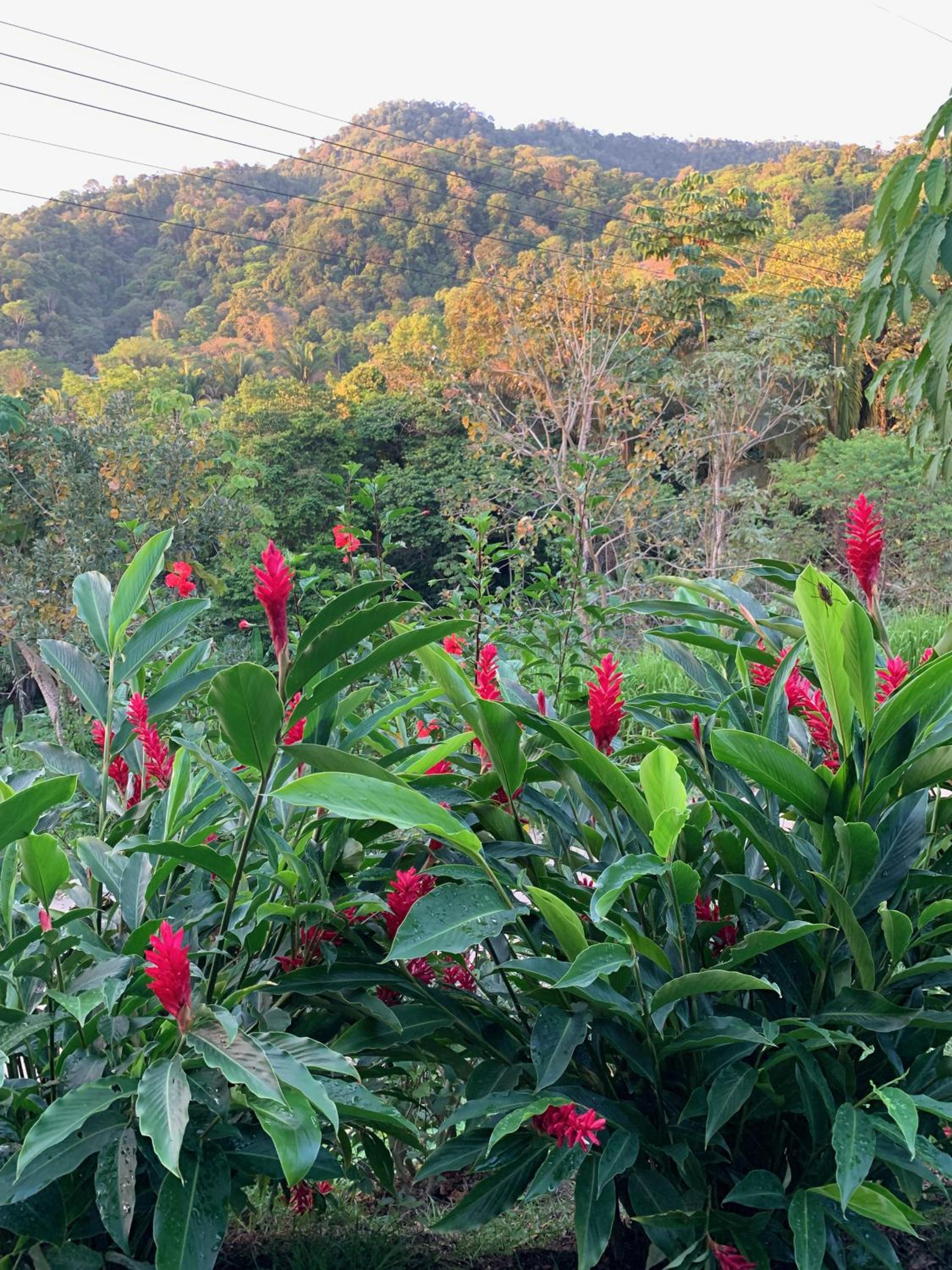 Jungle Home with King Beds -5 Minutes from the Beach