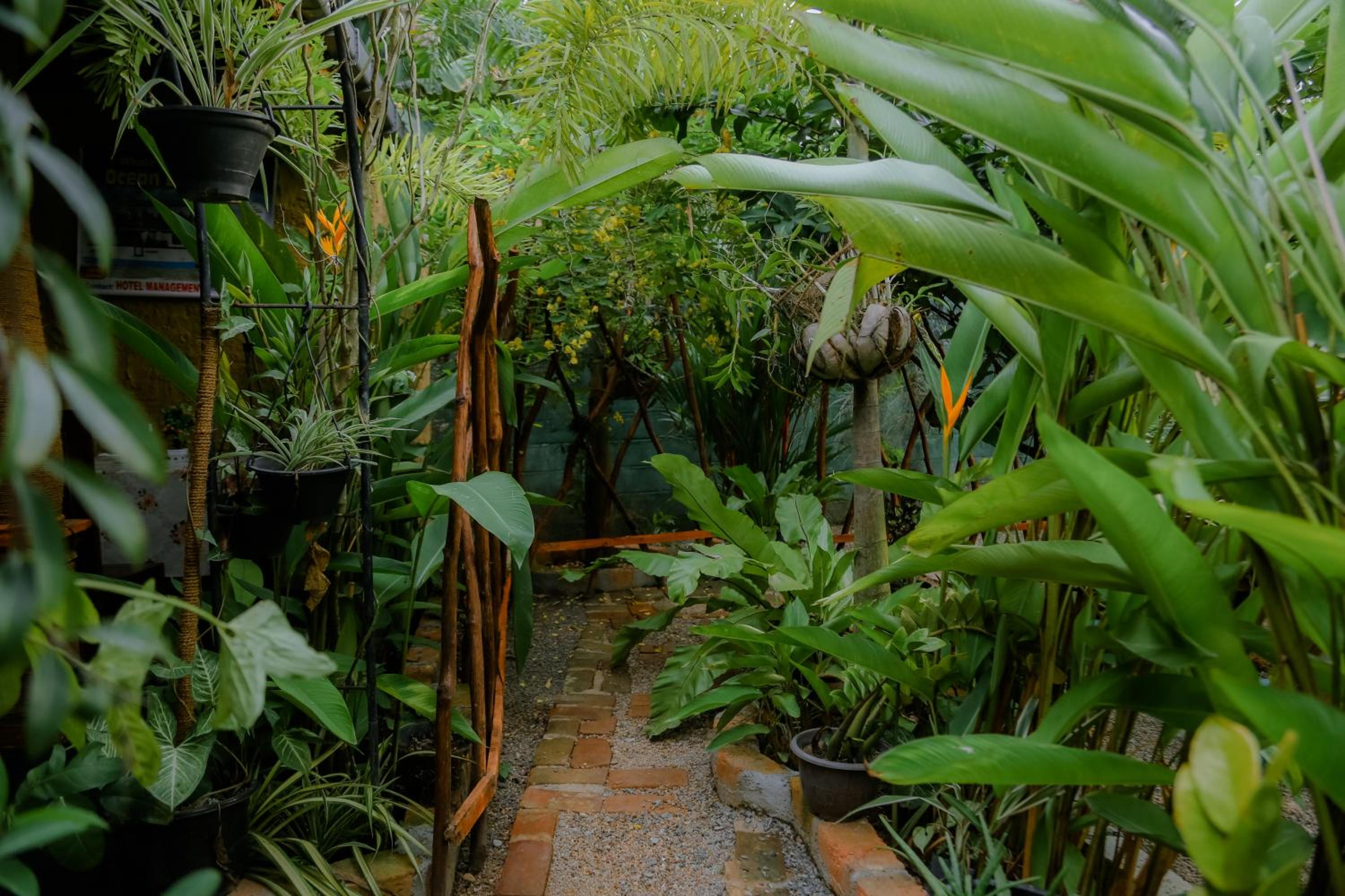 Ruwan Jungle Homestay view 4
