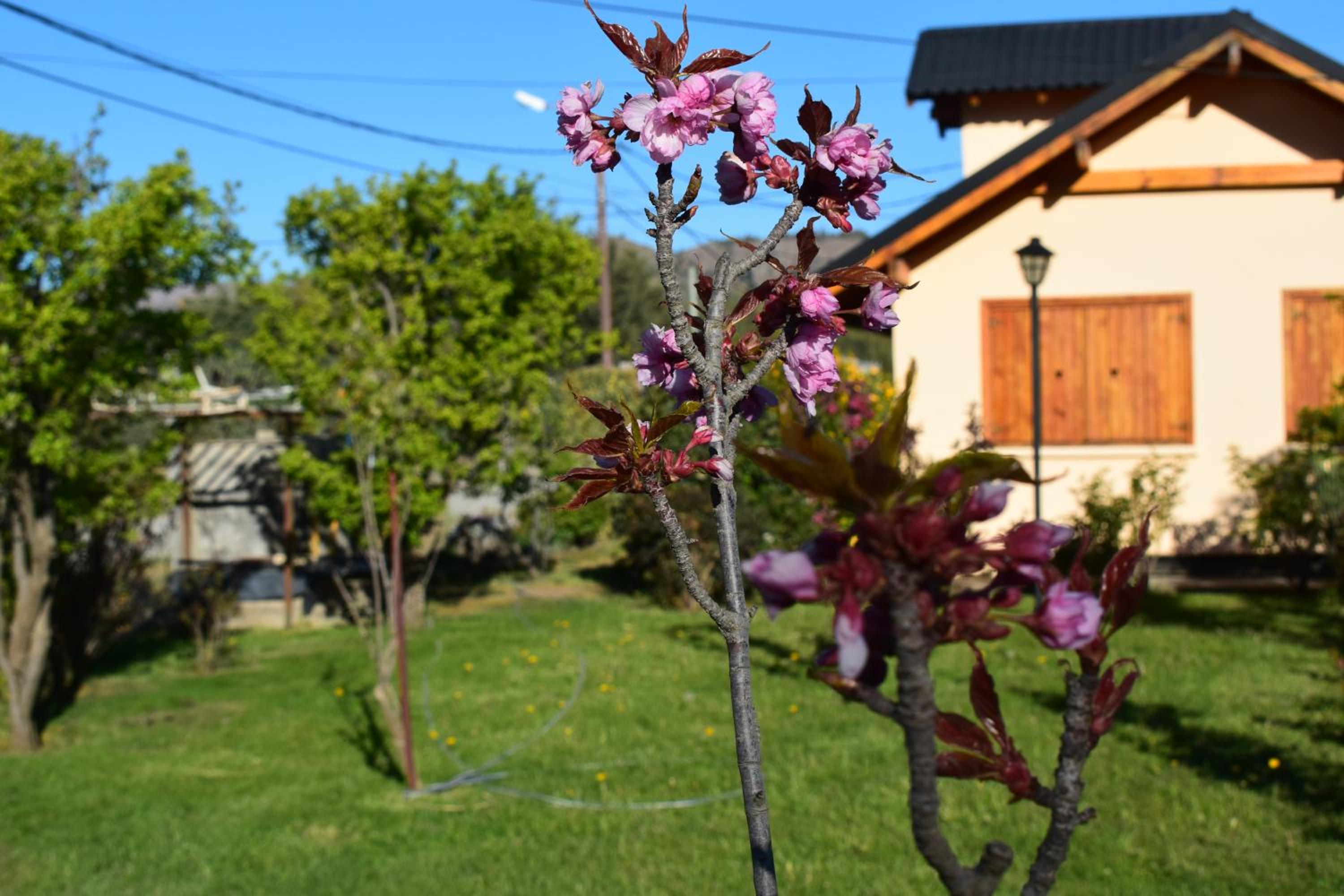 Montalto