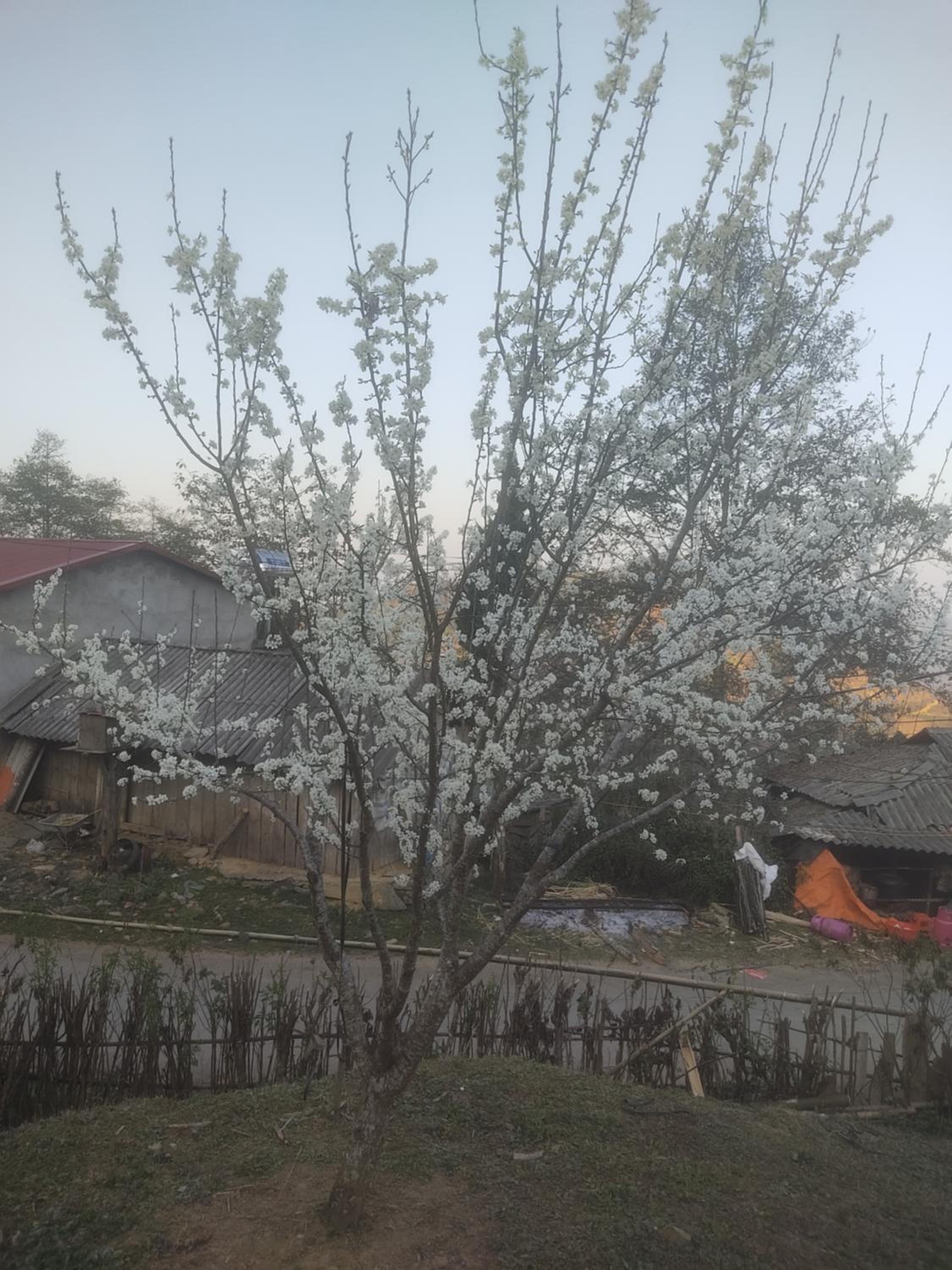 Tả Van Chư homestay