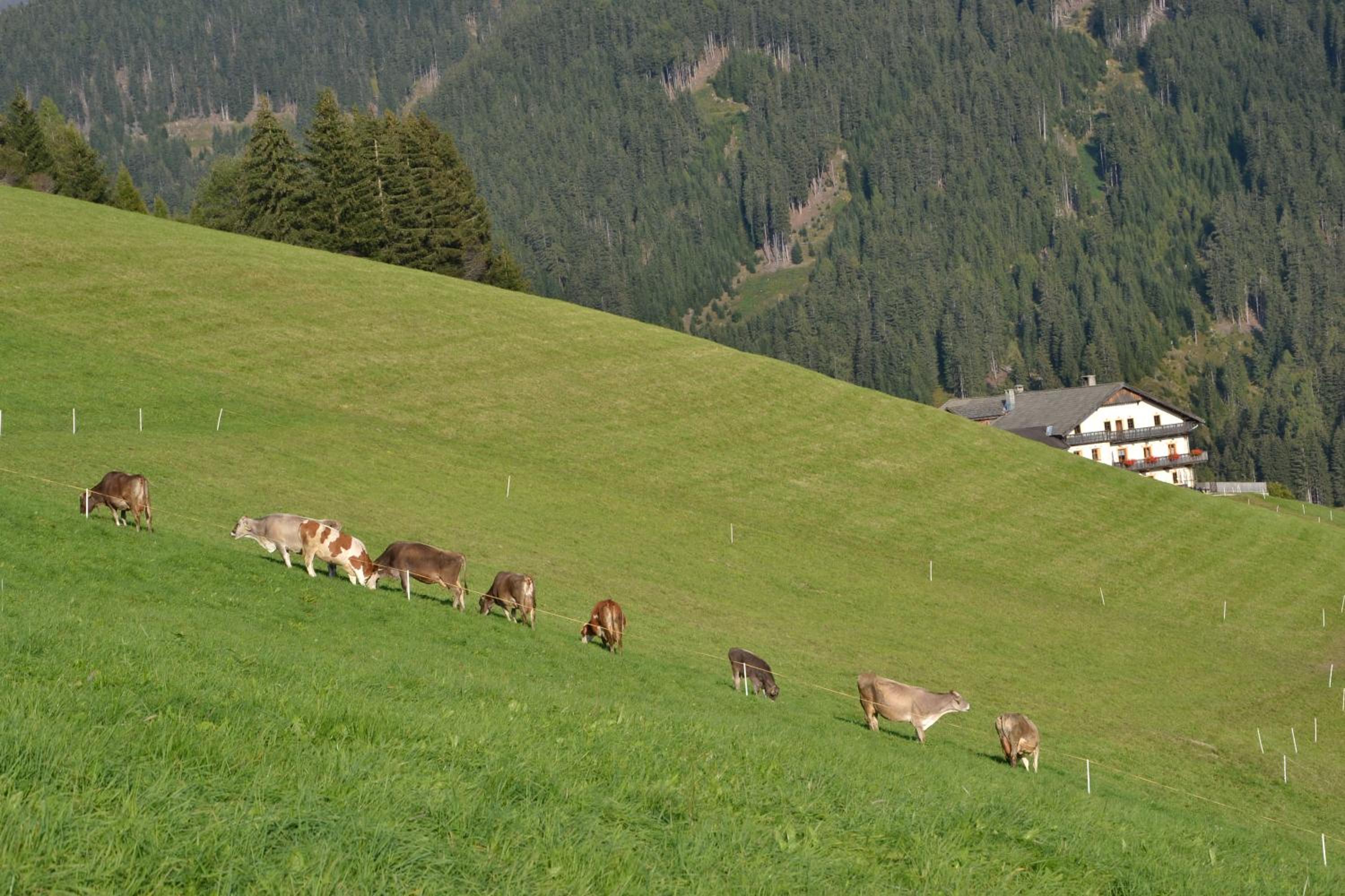 Gostnerhof