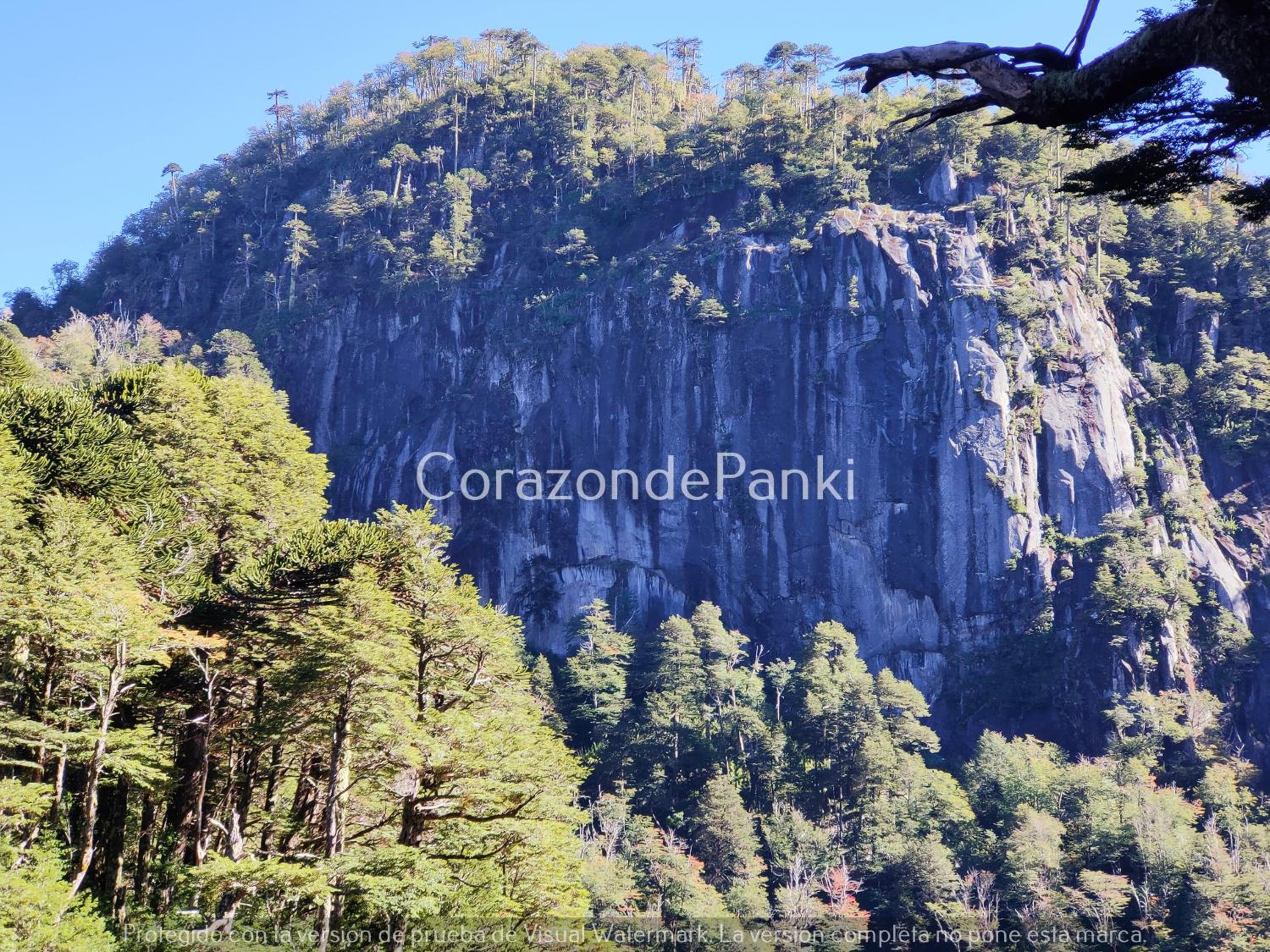 Corazon de Panki