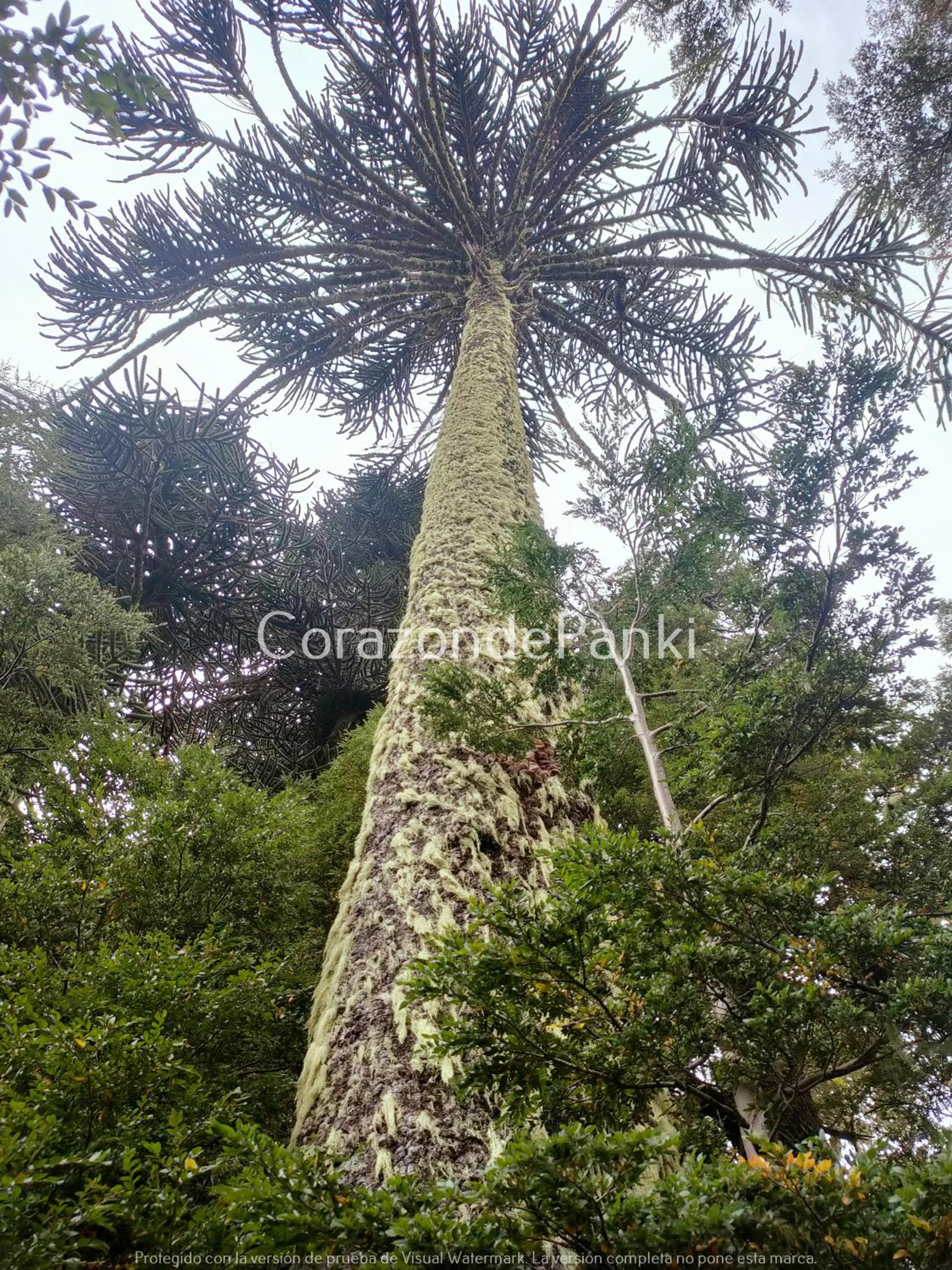 Corazon de Panki