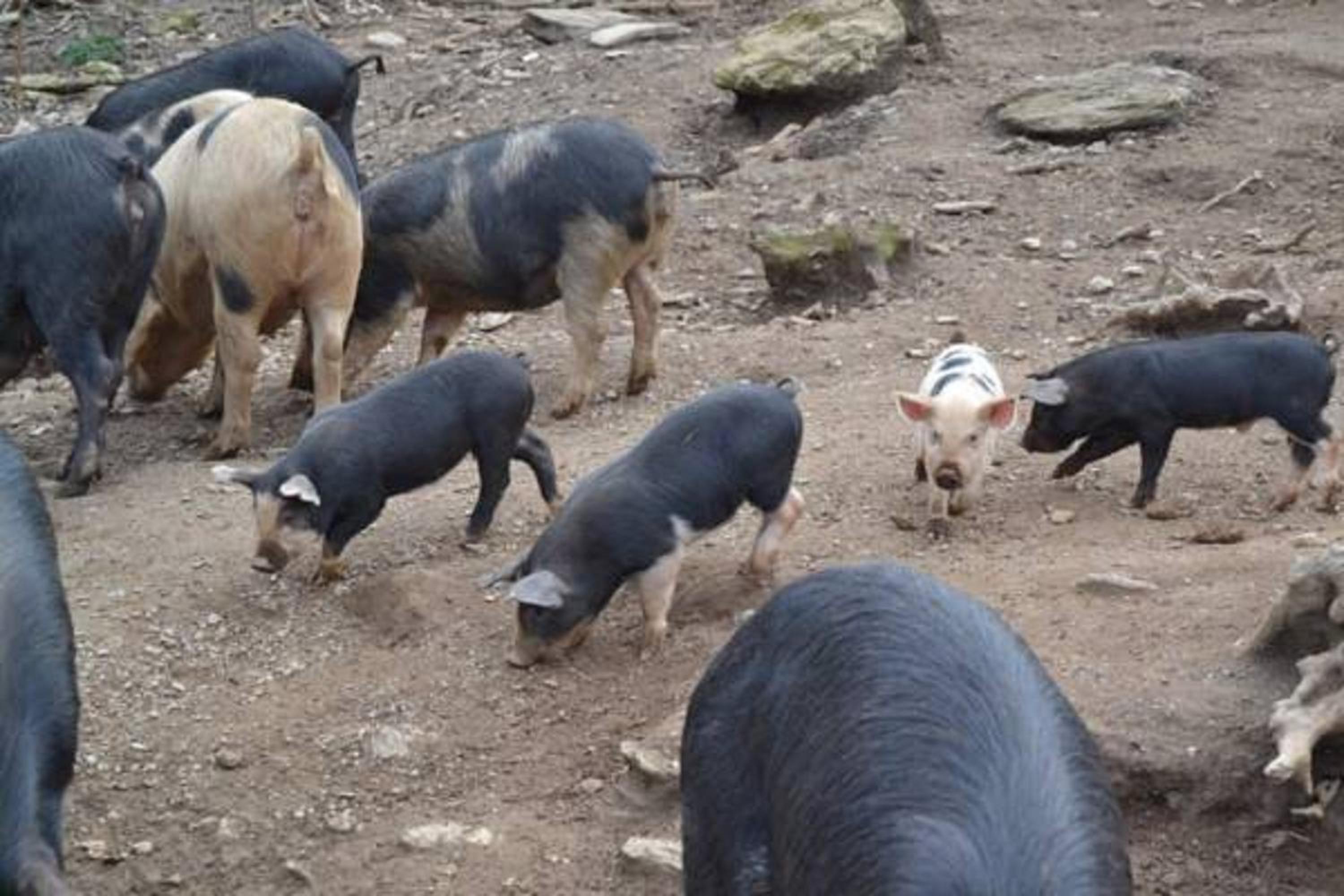 Photo 37