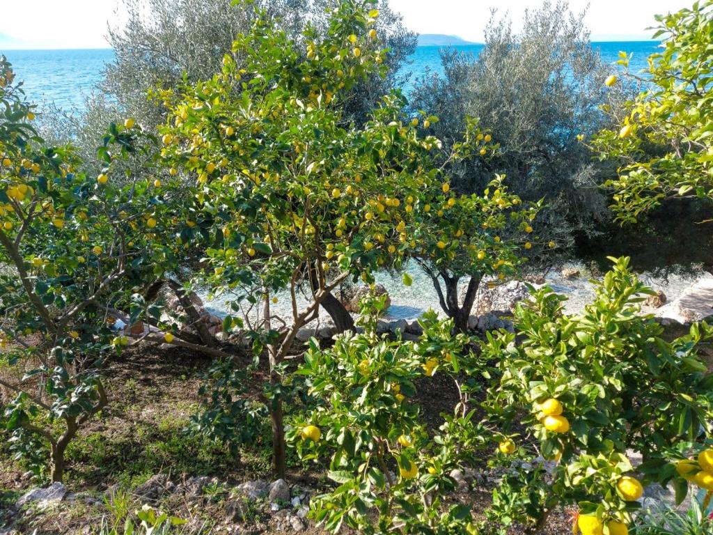 Lemon tree