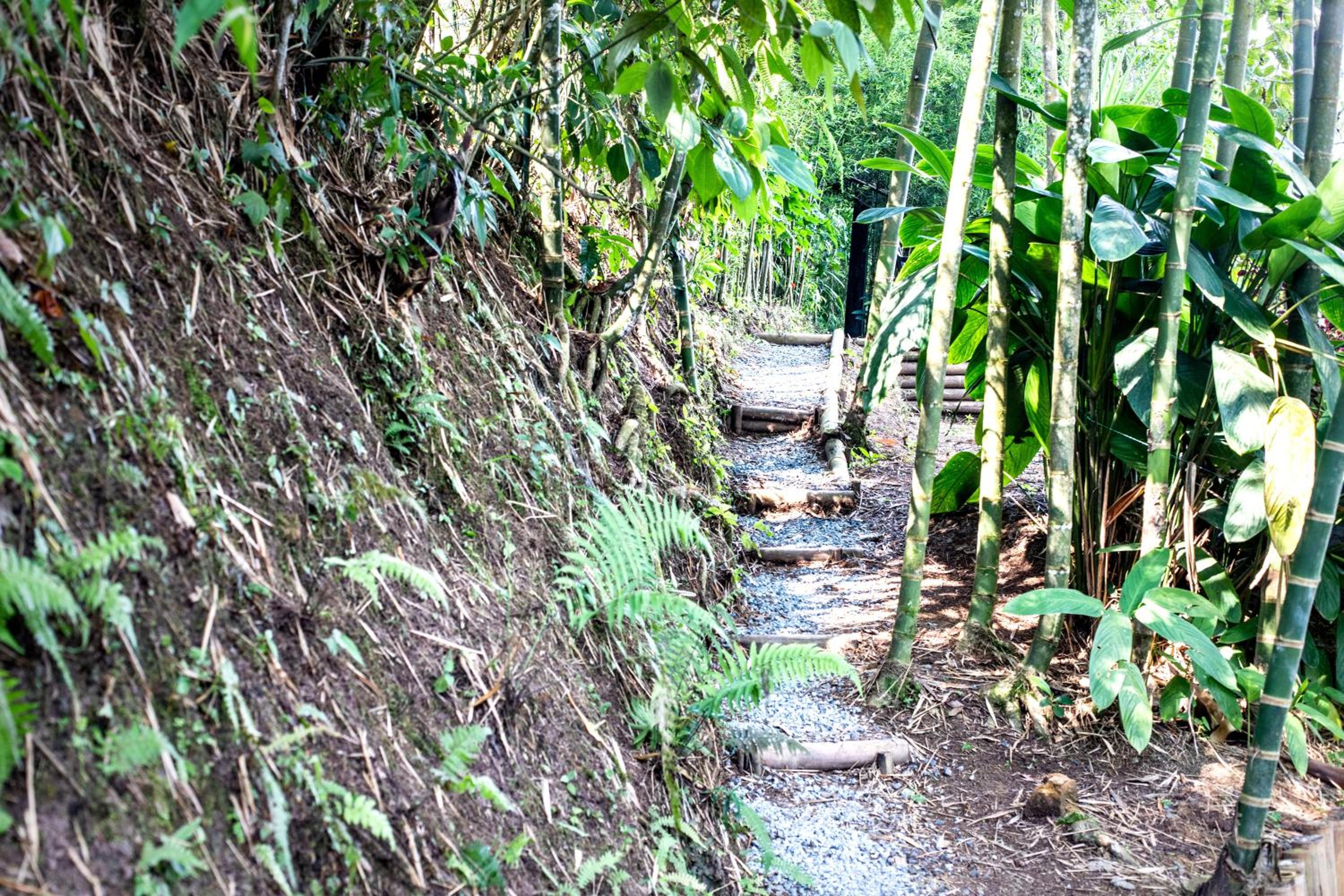 Finca Colibrí Zafiro, Altos del Rosario