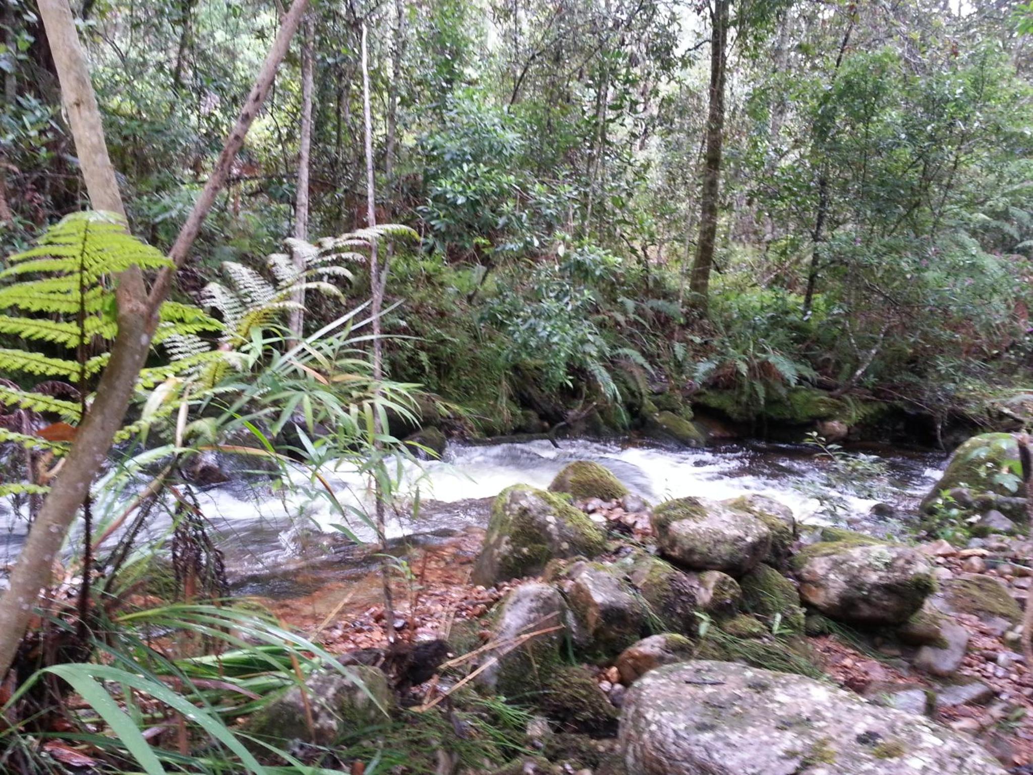 Catigua Reserva de Autosananción
