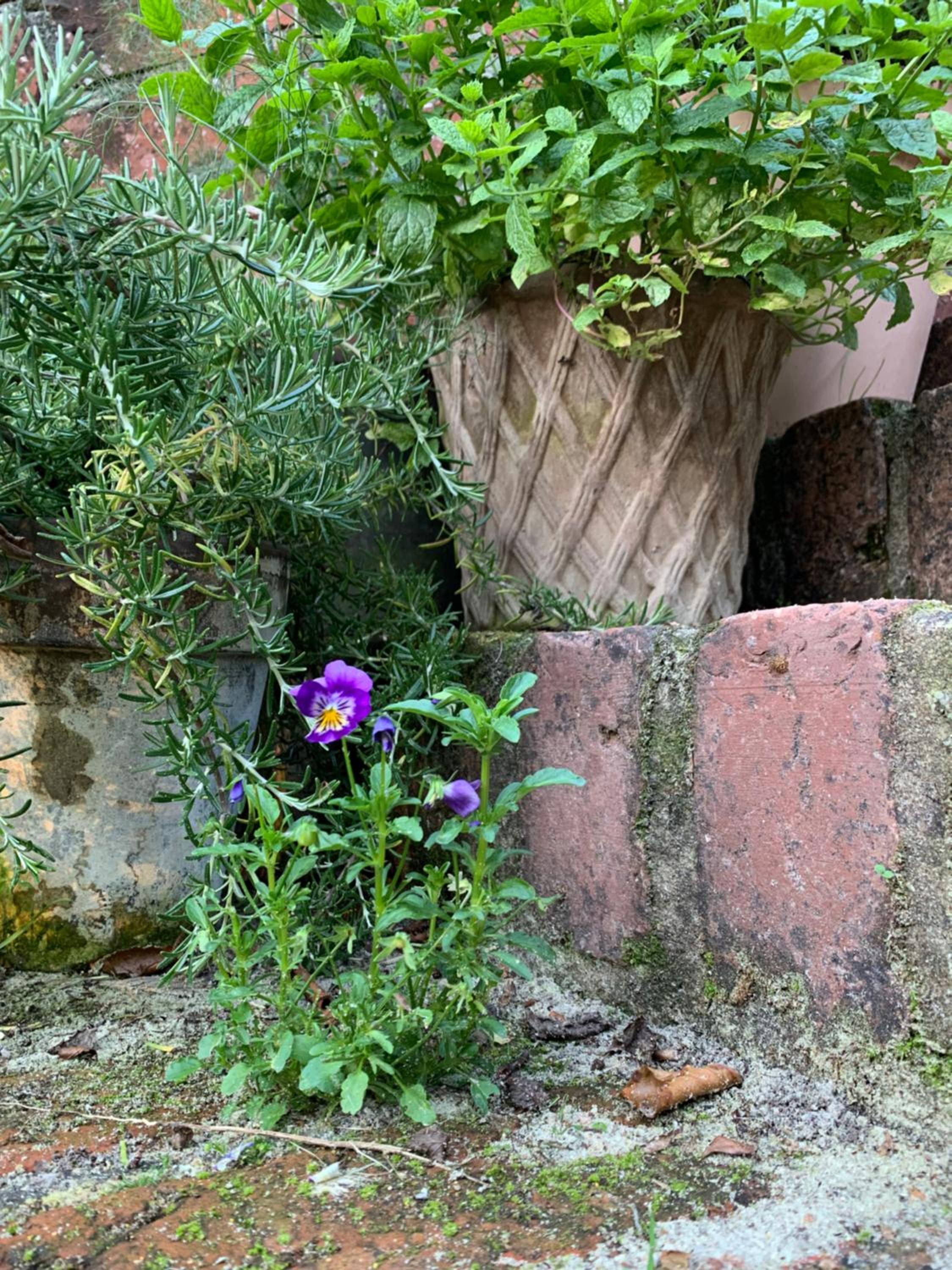 Gartnerhuset på Kollerup