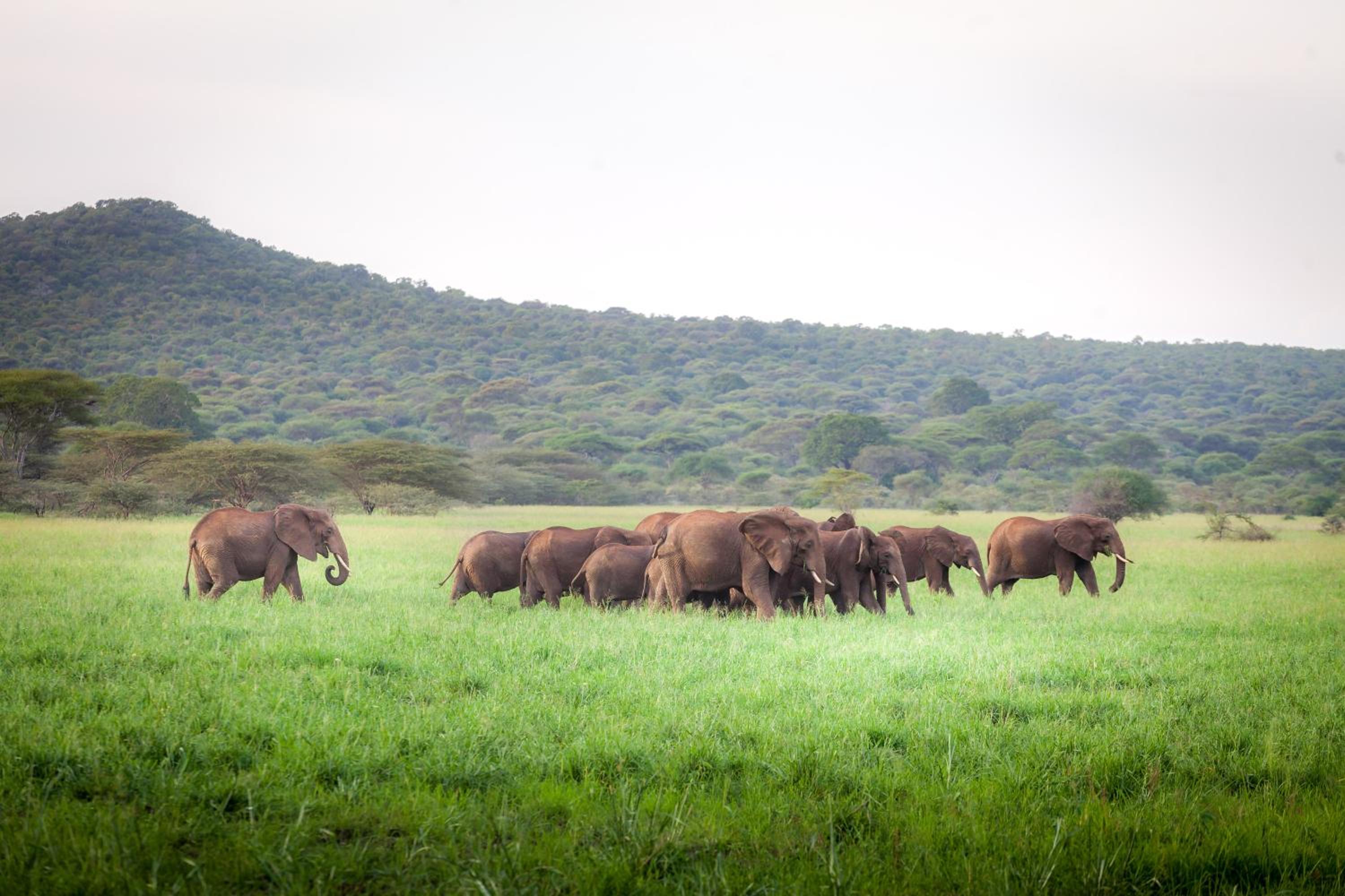 Baobab Tented Camp