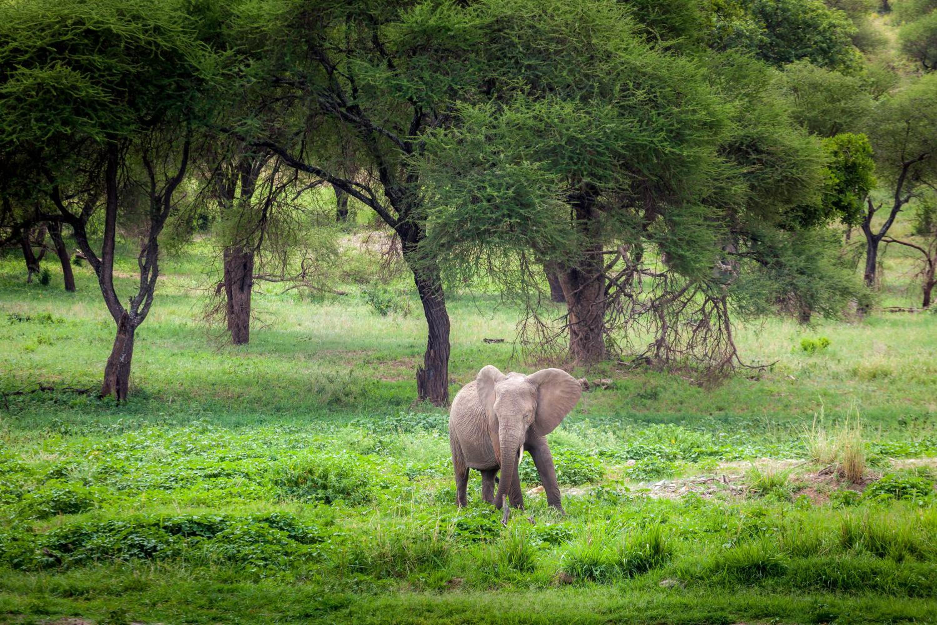 Baobab Tented Camp