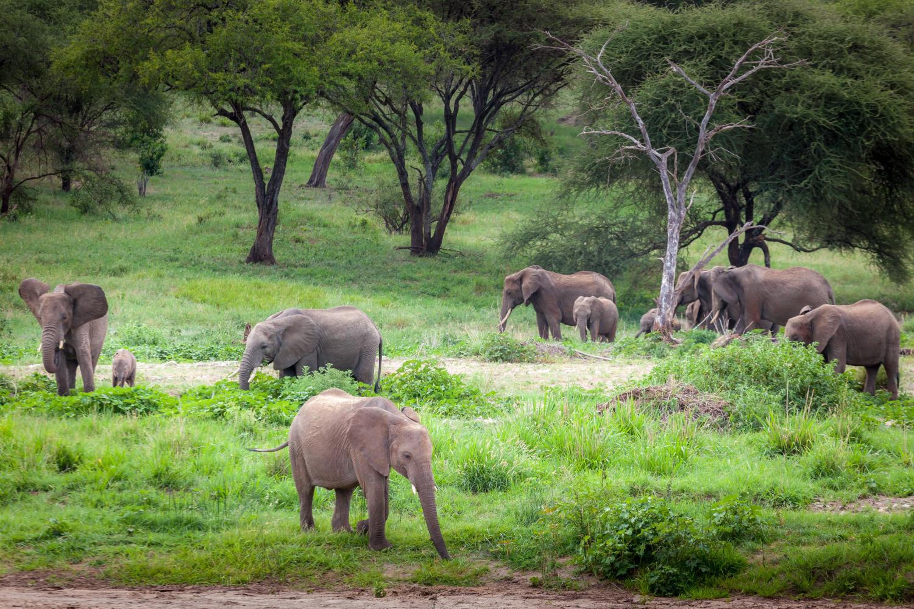 Baobab Tented Camp