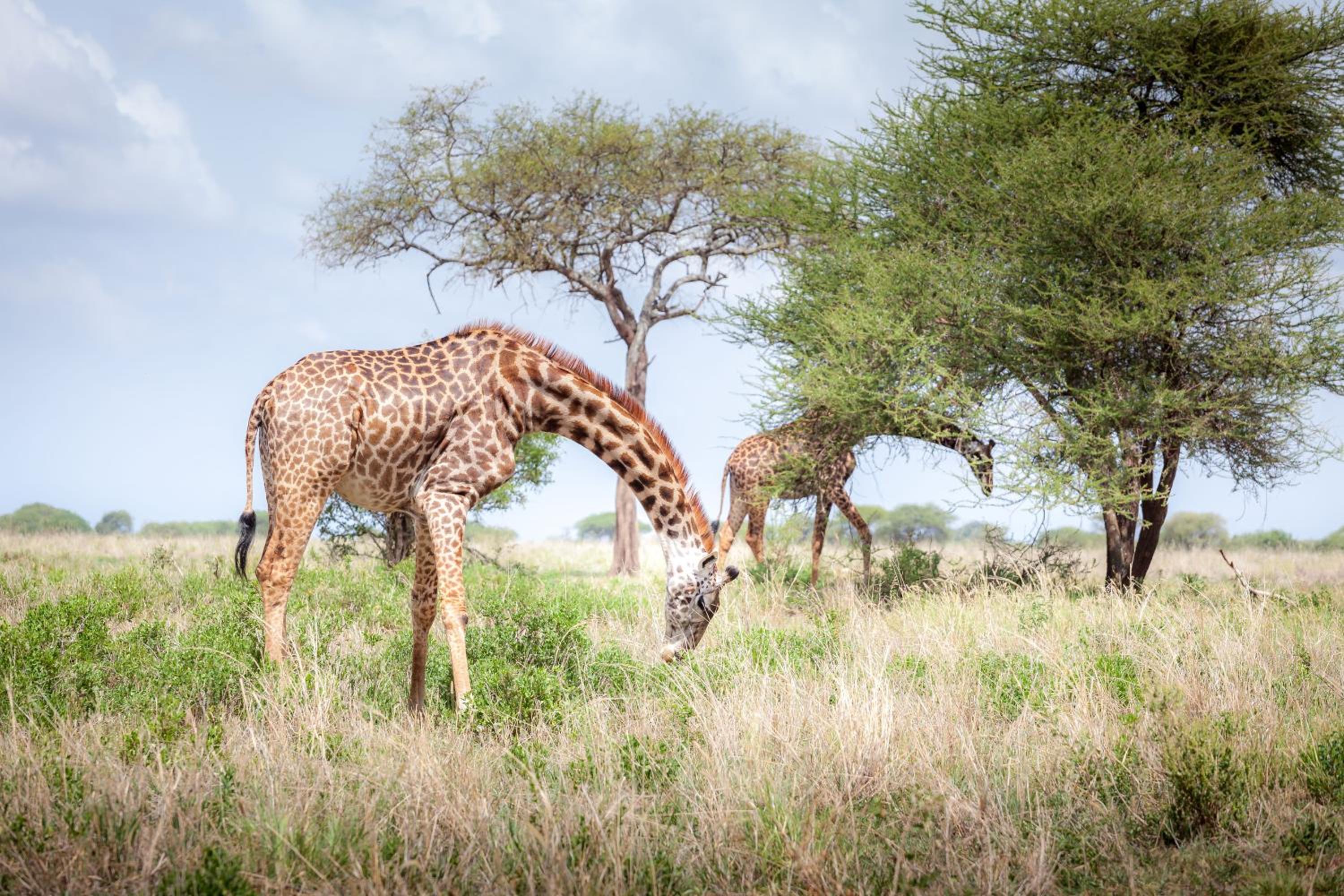 Baobab Tented Camp
