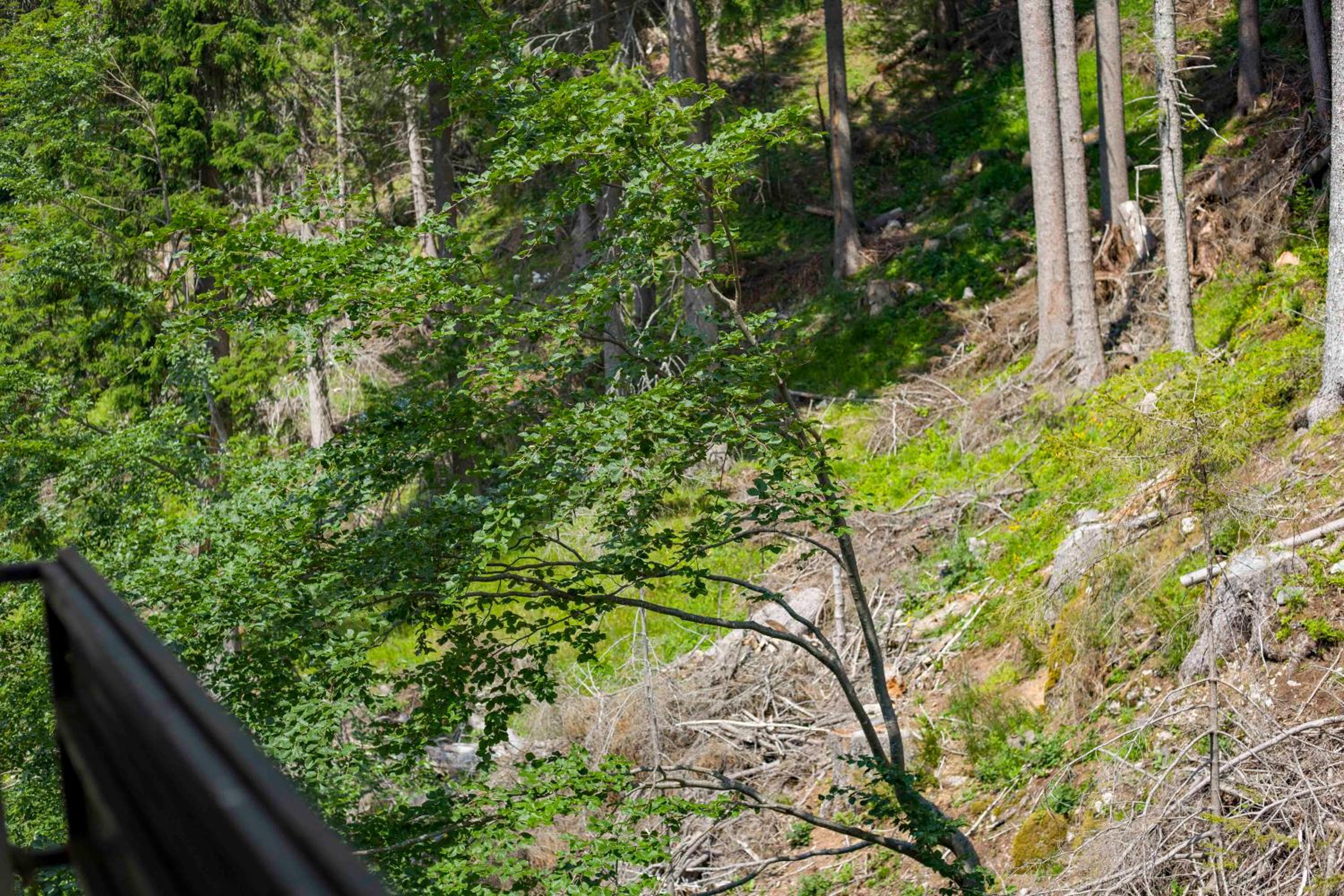 Forest Dream Apartment - Elit Pamporovo