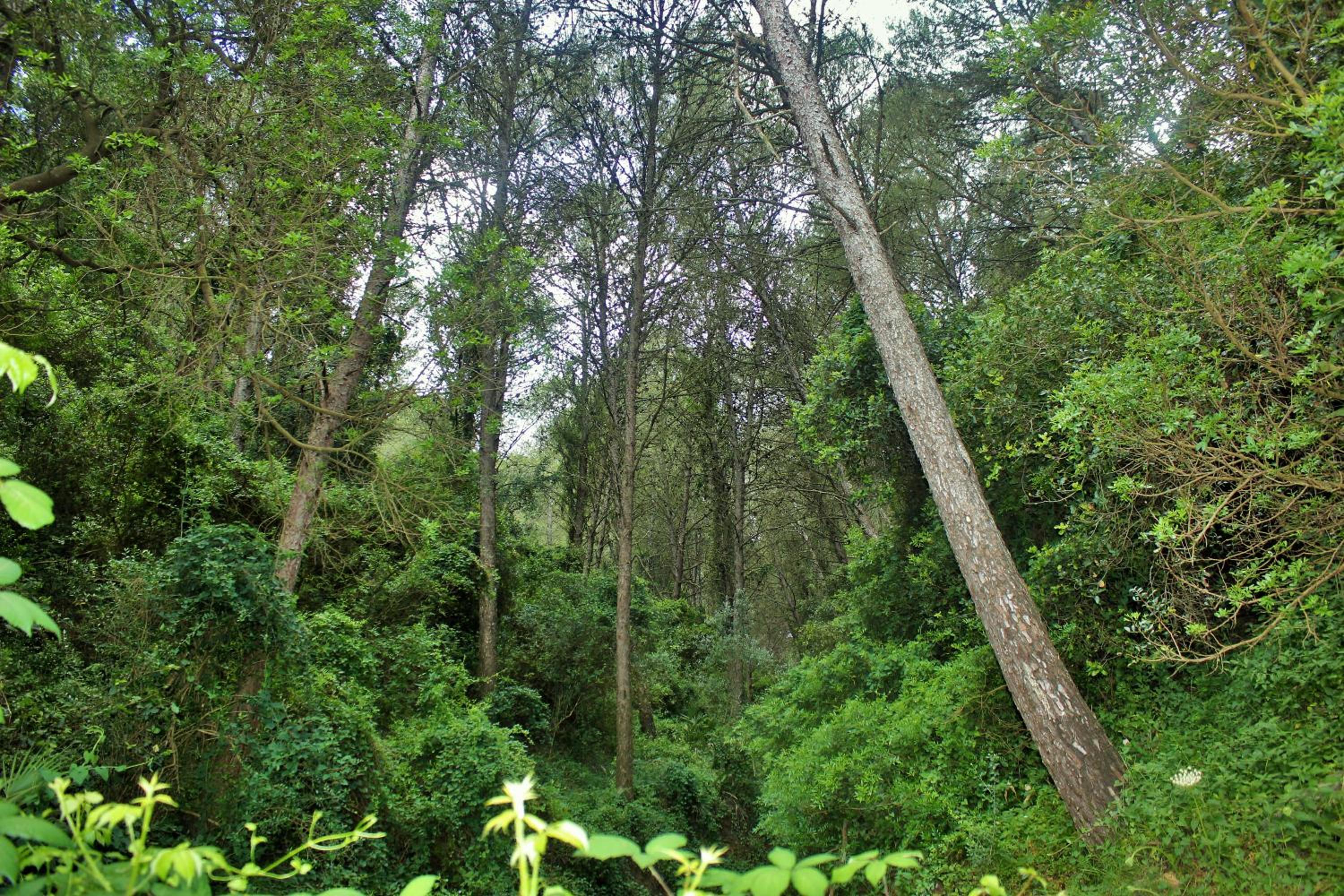 Casa Pangea