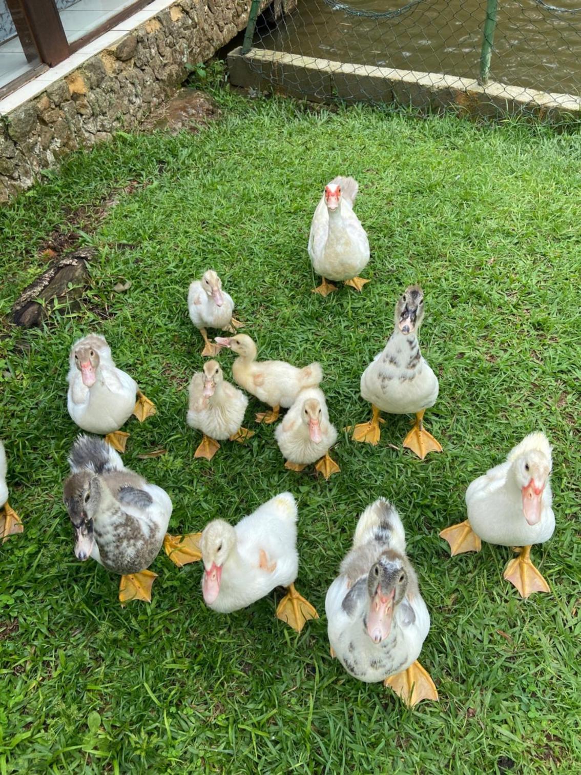 Hotel Fazenda Bonanza