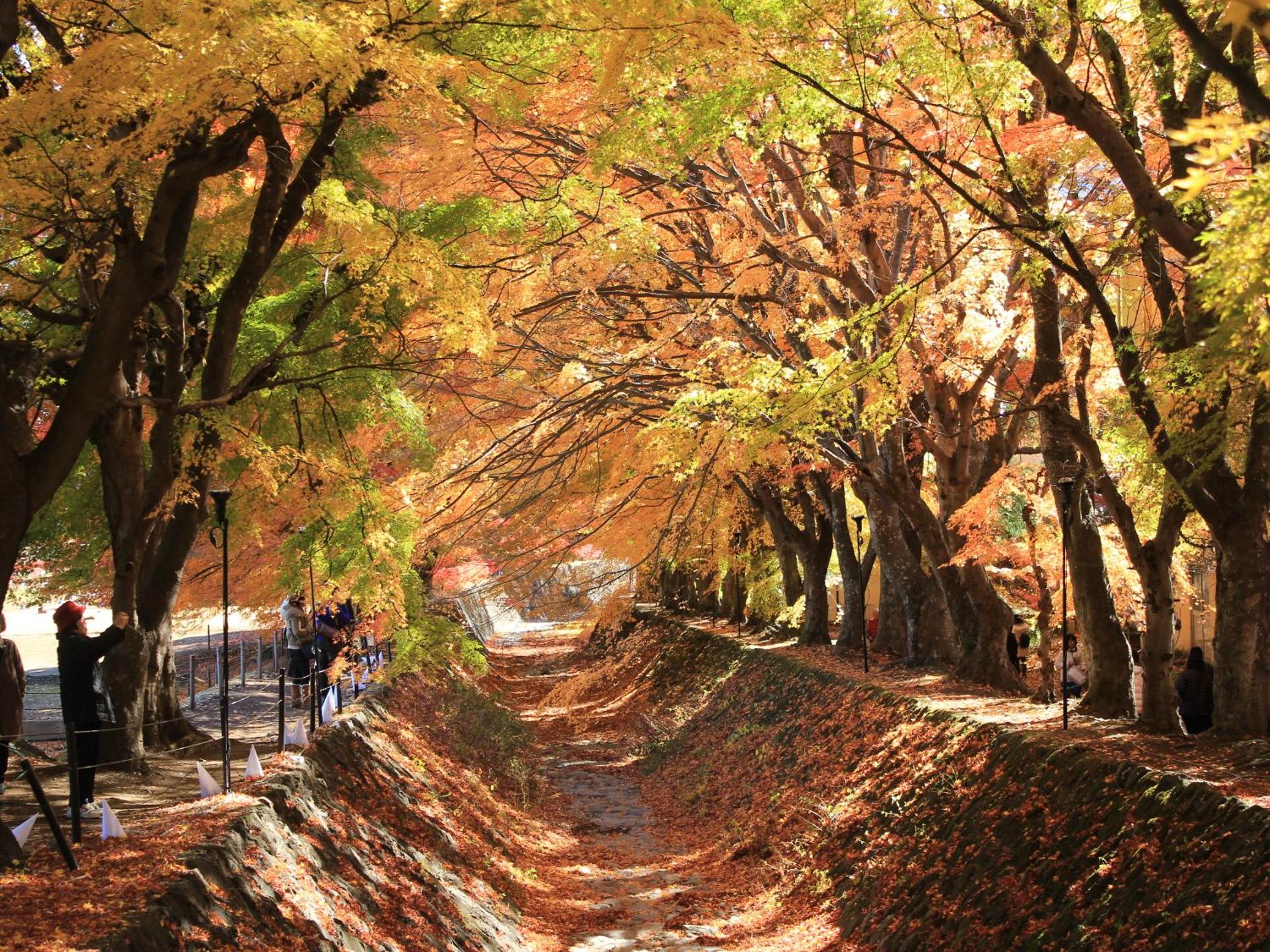 Fujikawaguchiko Crescendo