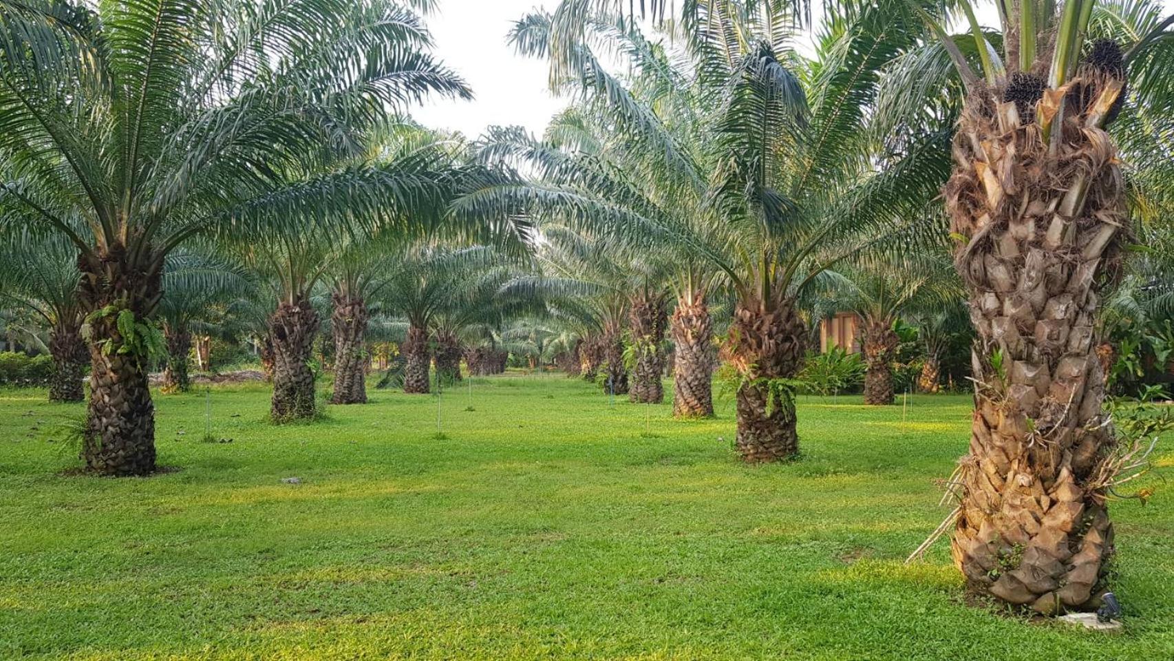 Palm Pran Resort