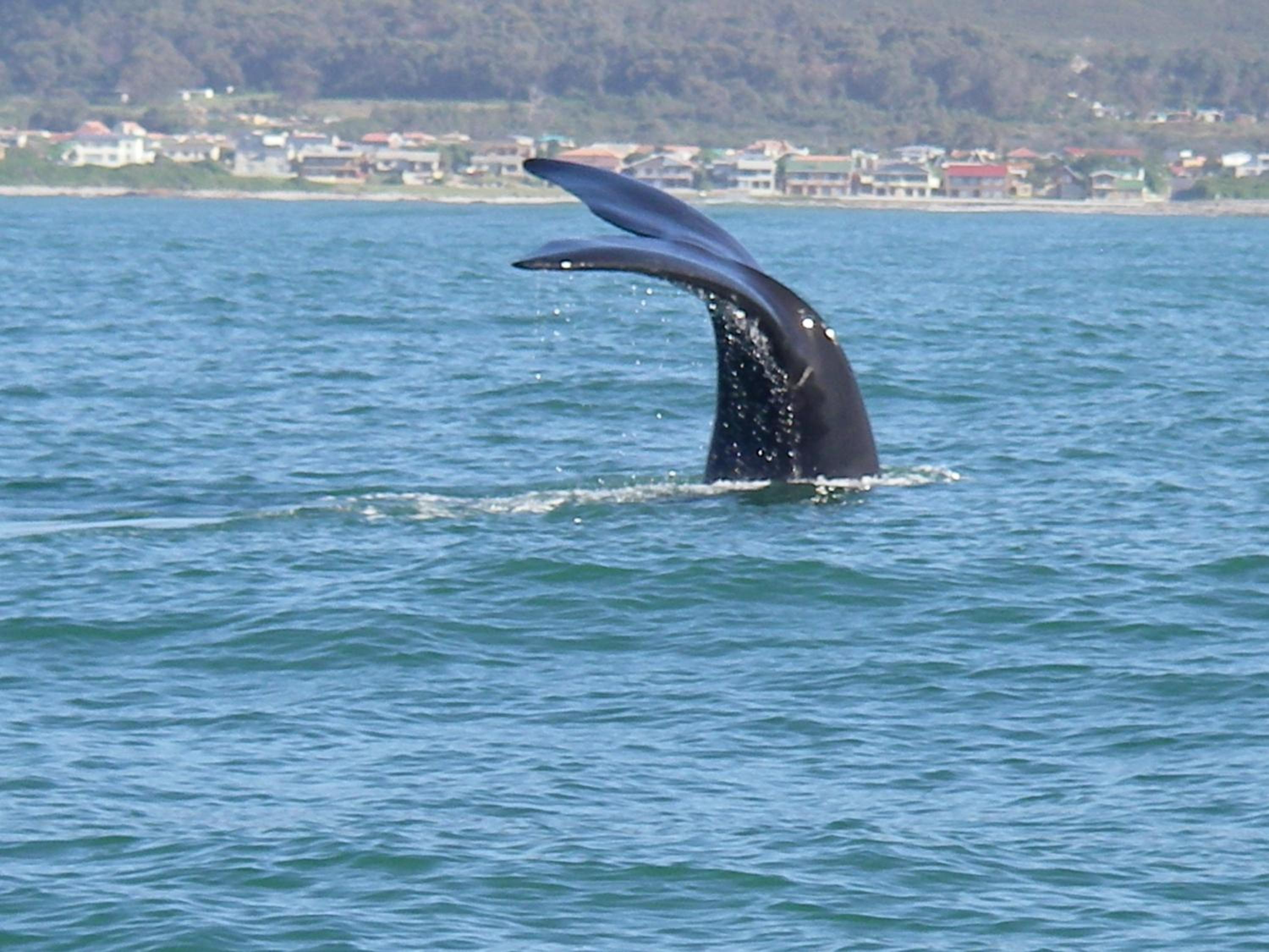 White Shark Guest House