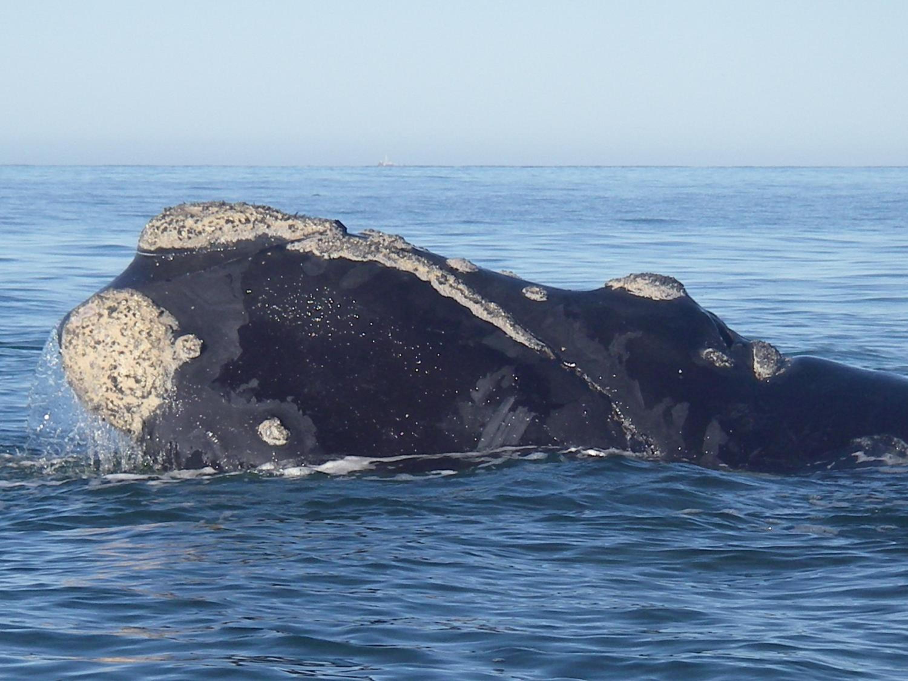 White Shark Guest House