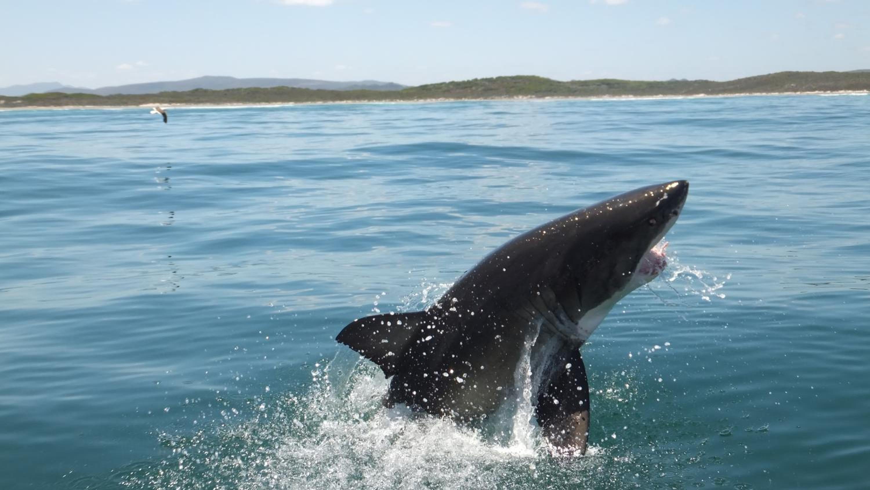 White Shark Guest House