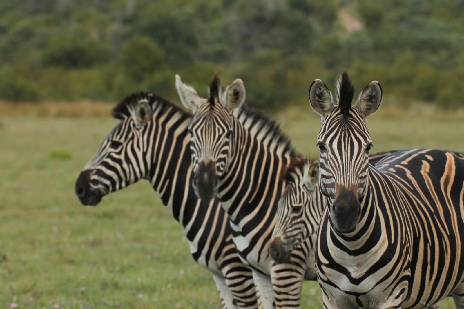 Idube Game Reserve view 3