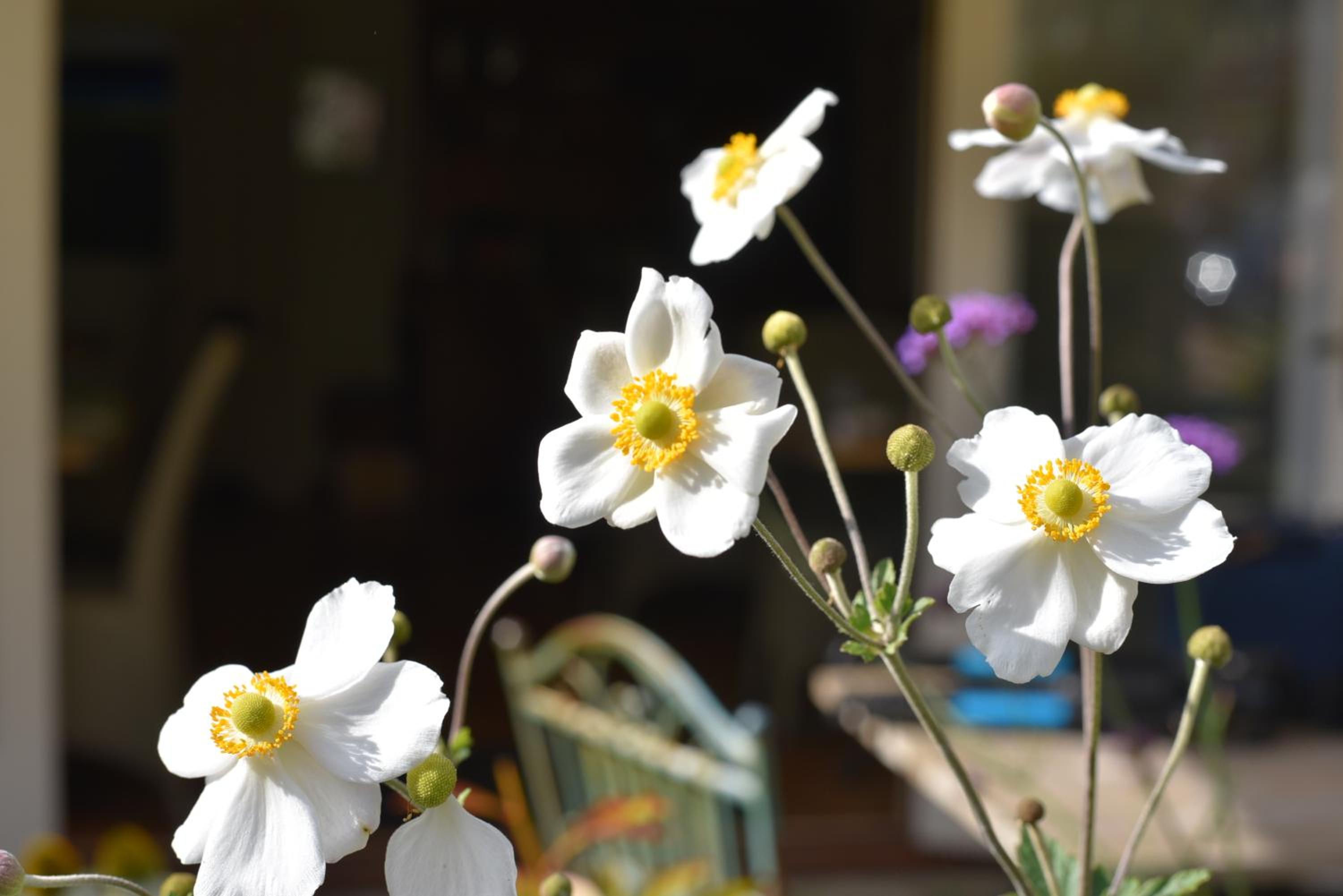 Daisybank Cottage Boutique Bed and Breakfast
