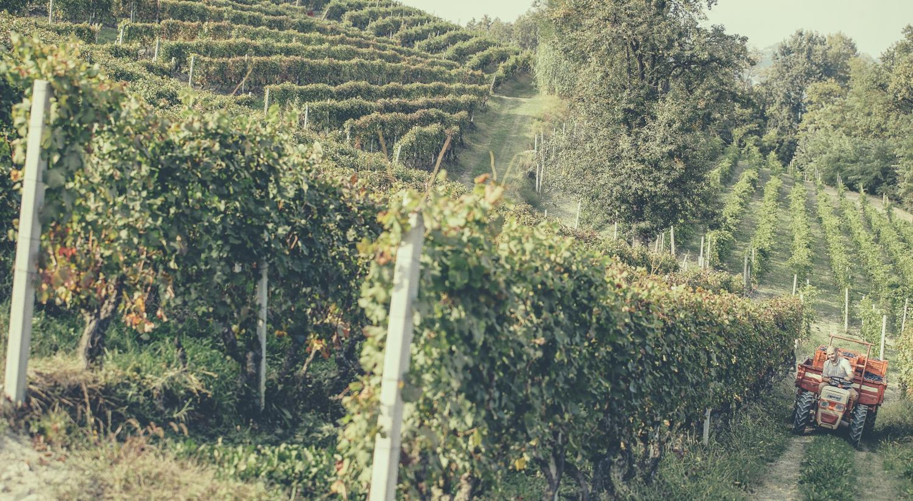 Photo 51