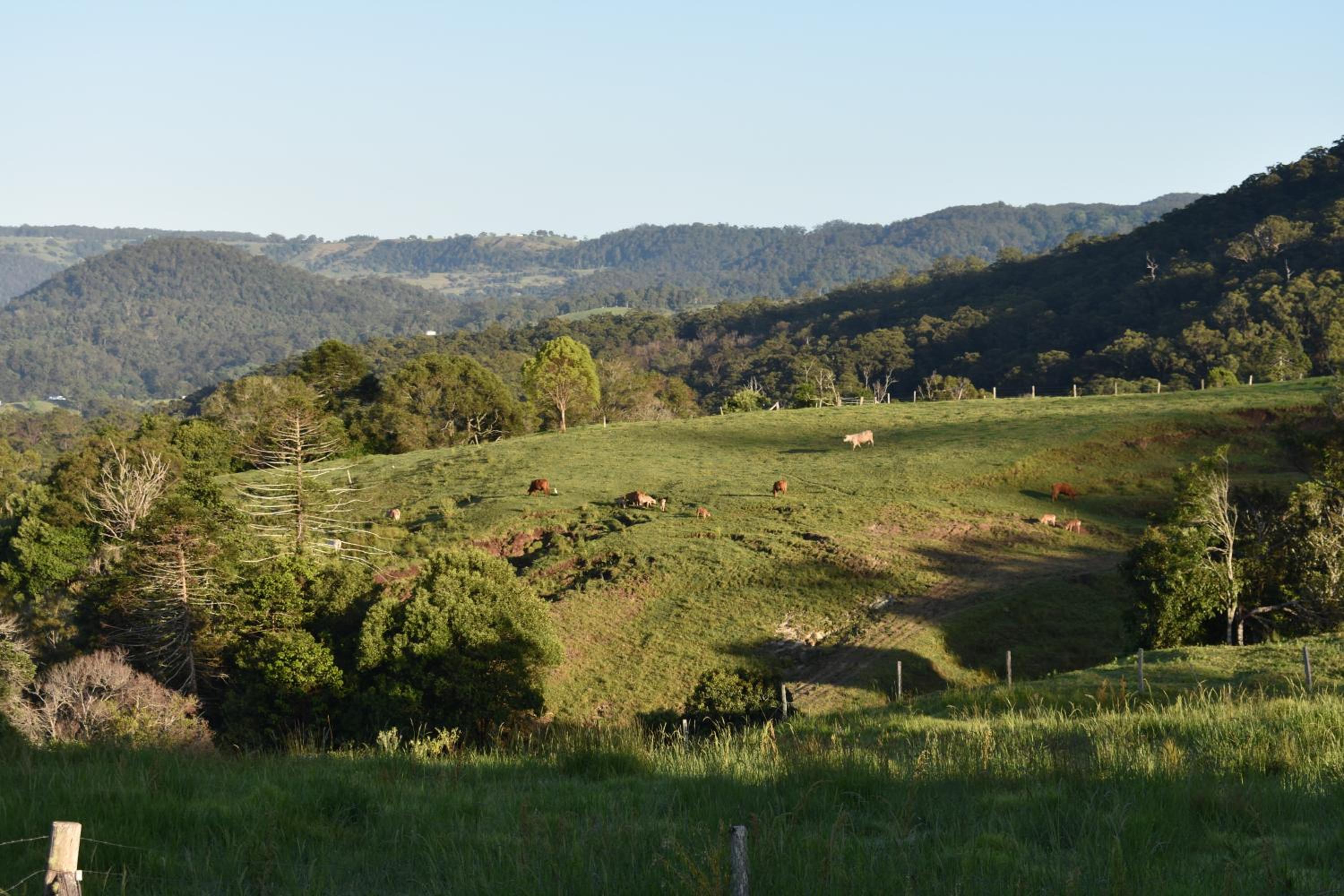 Arcadia Views