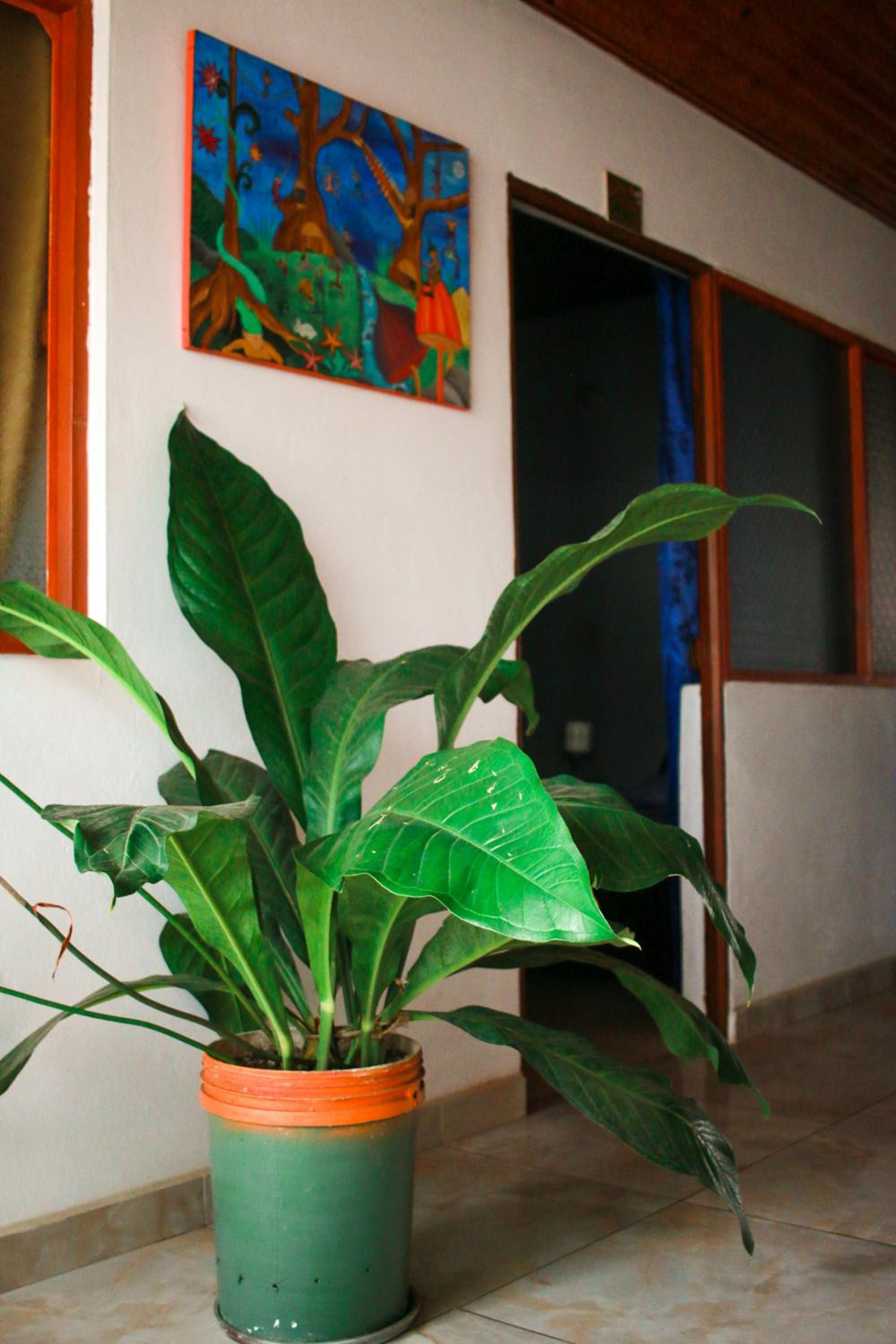 Casa Pacha
